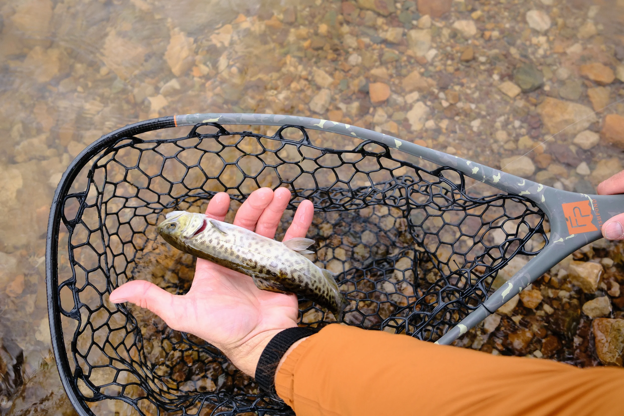 man holding a tiger trout
