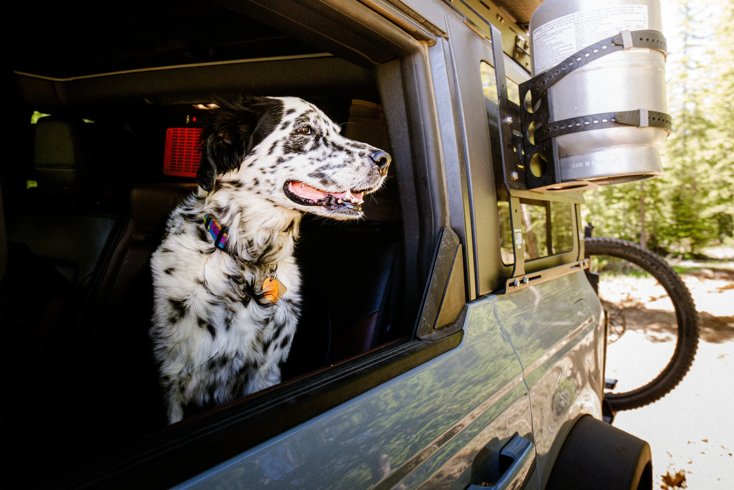 dog looking out the a truck window