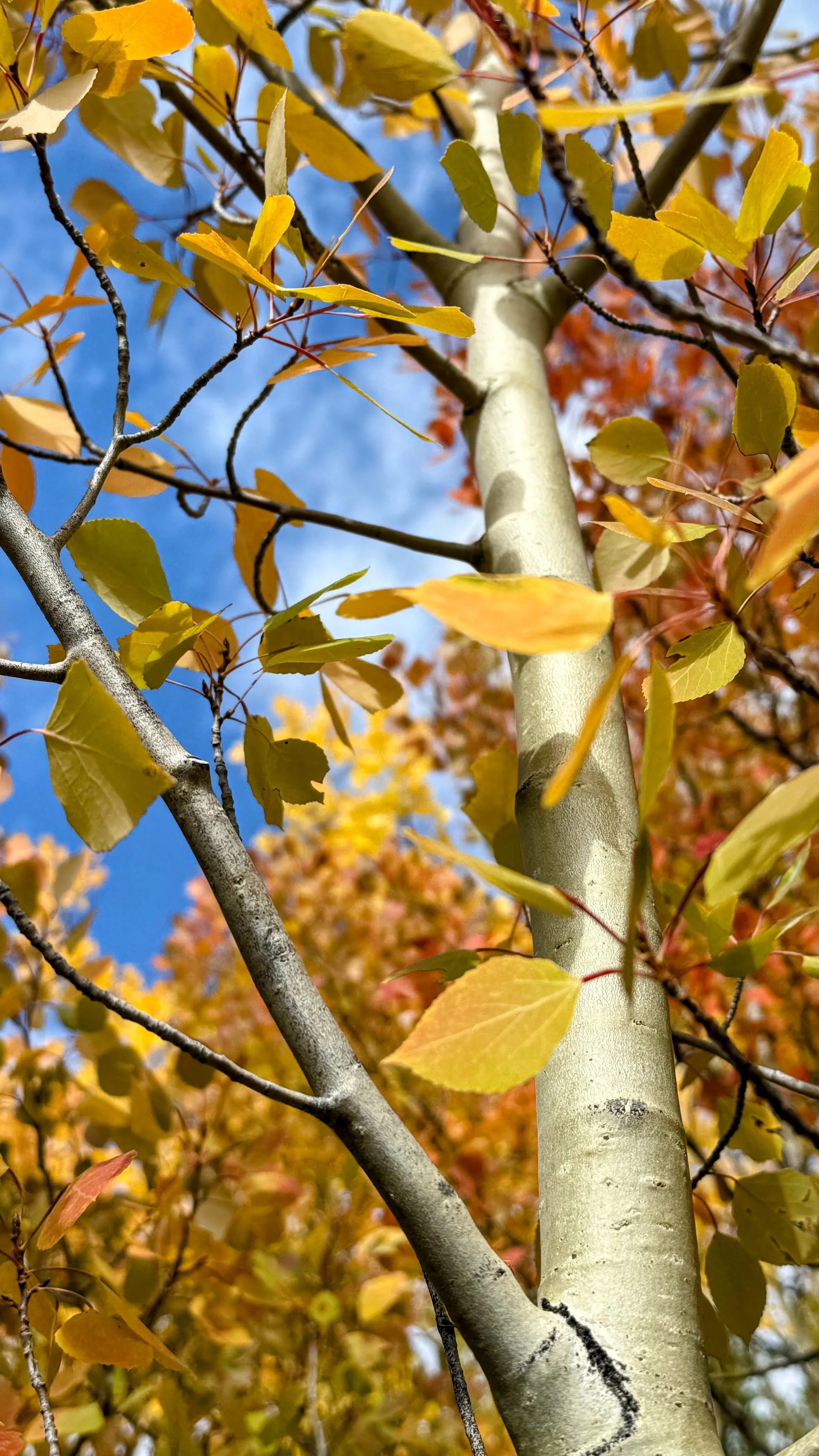 Close-up of an aspen tree with yellow and orange leaves in the fall against a bright blue sky.