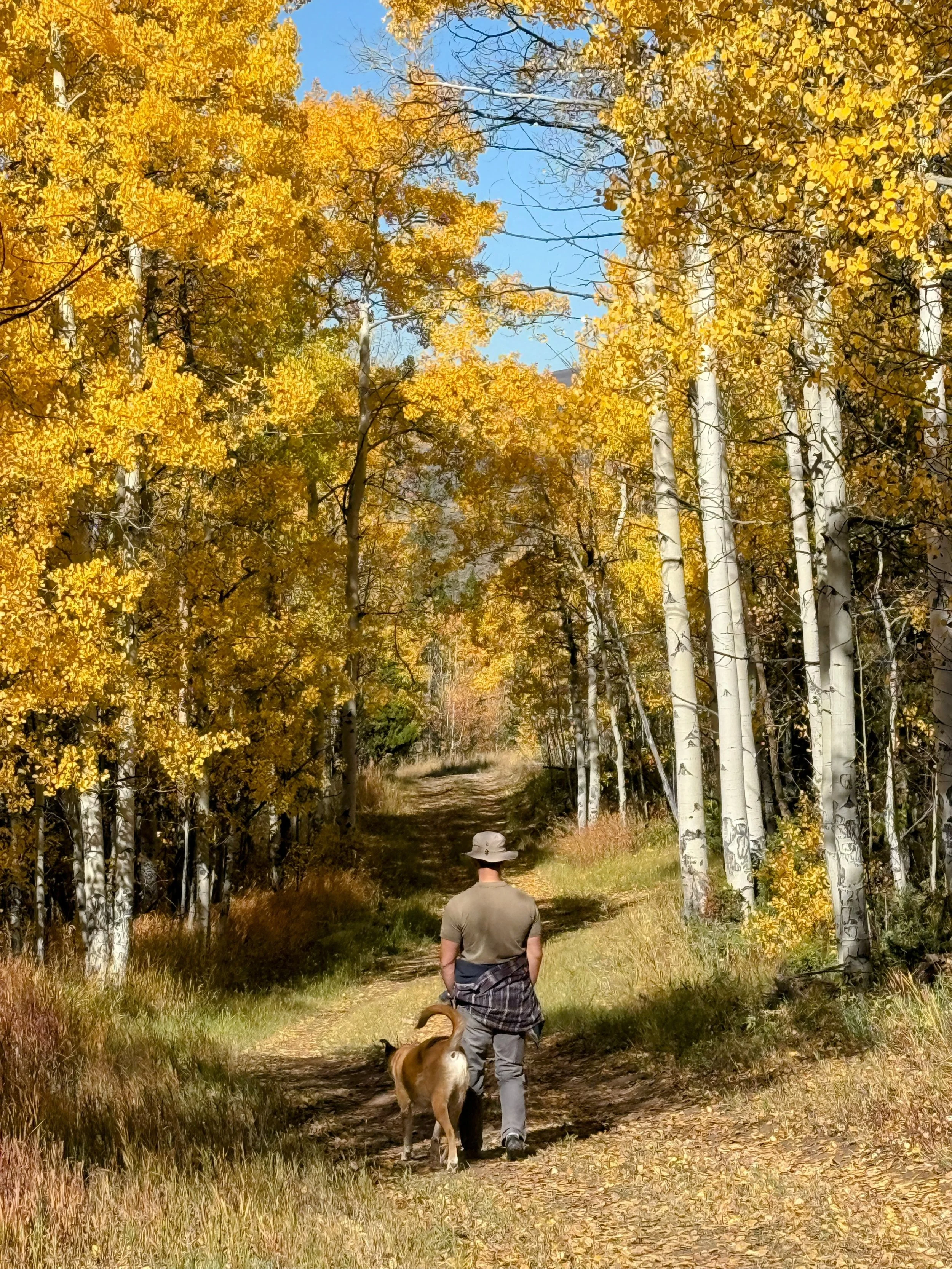 A person walking on a fall trail with a dog, surrounded by yellow aspen trees in the autumn under a clear blue sky.