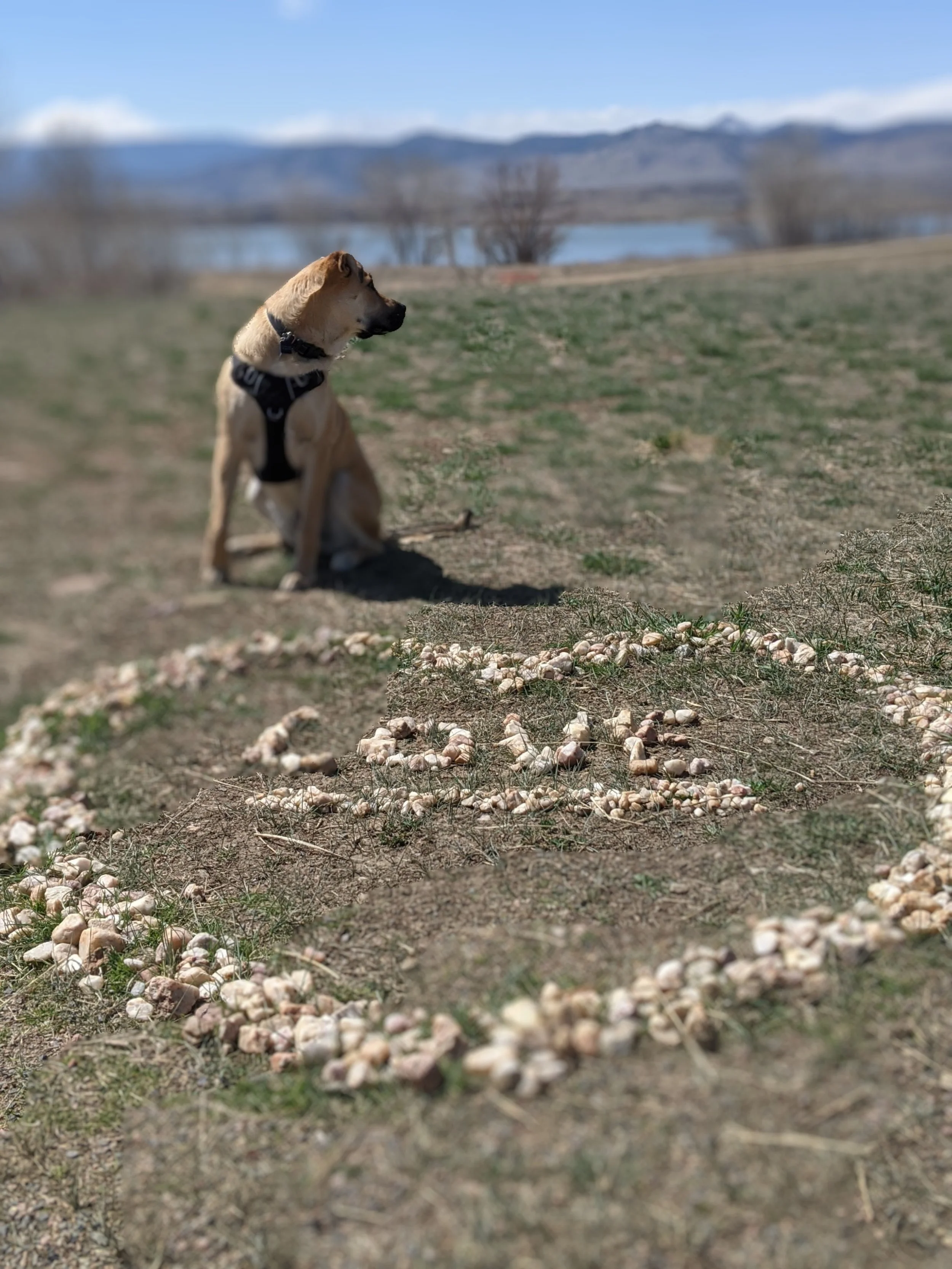 A yellow Labrador dog sitting in the grass in front of small rocks forming the the word "love," which is inside a heart also formed of small rocks. There is a scenic background of a lake, leafless trees, mountains, and a clear blue sky.