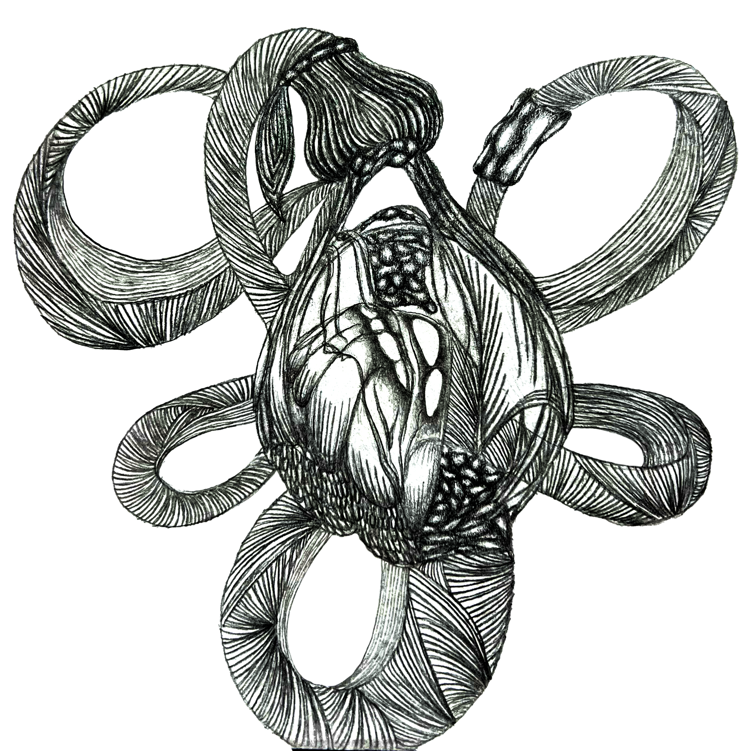 Squiggly Print image.png