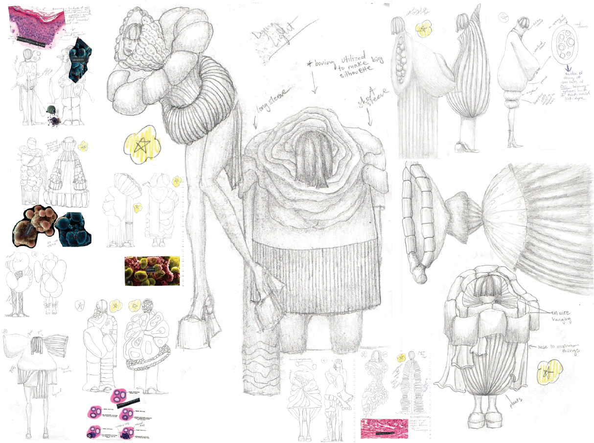 APOPTOSIS DEV 2.png