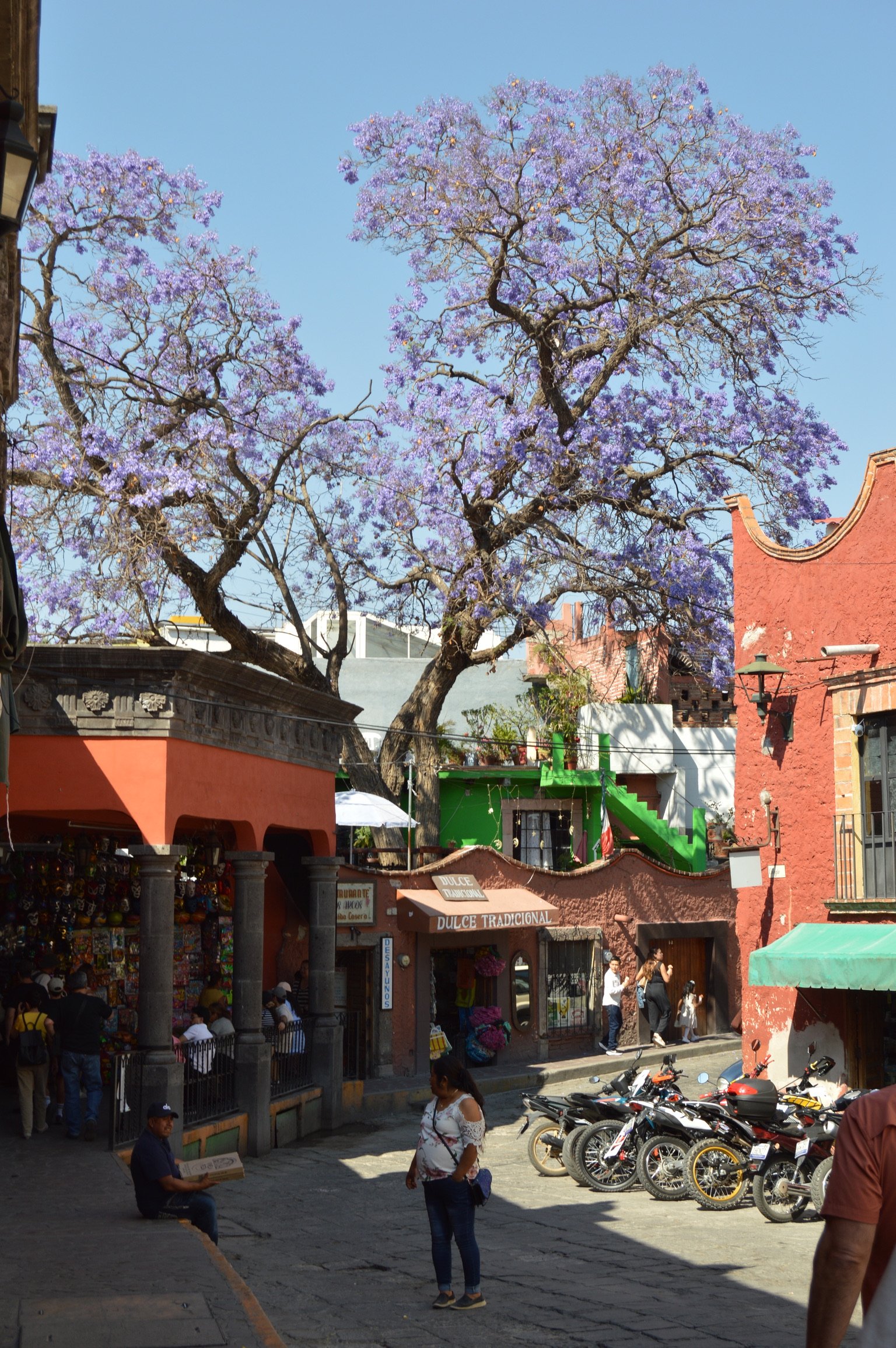 Street scene with colorful buildings and a large purple-flowered tree, motorcycles parked, and people walking and sitting.