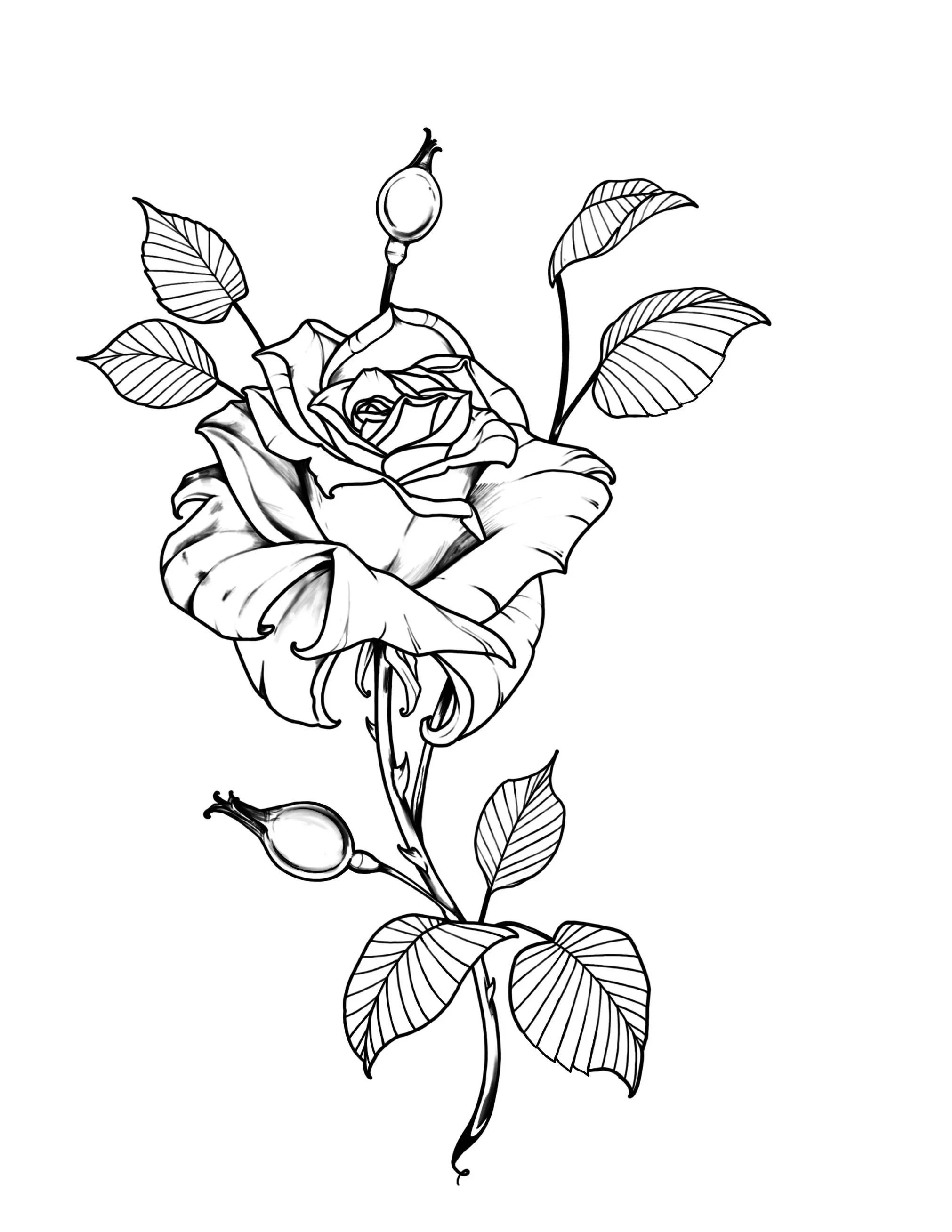 Roses