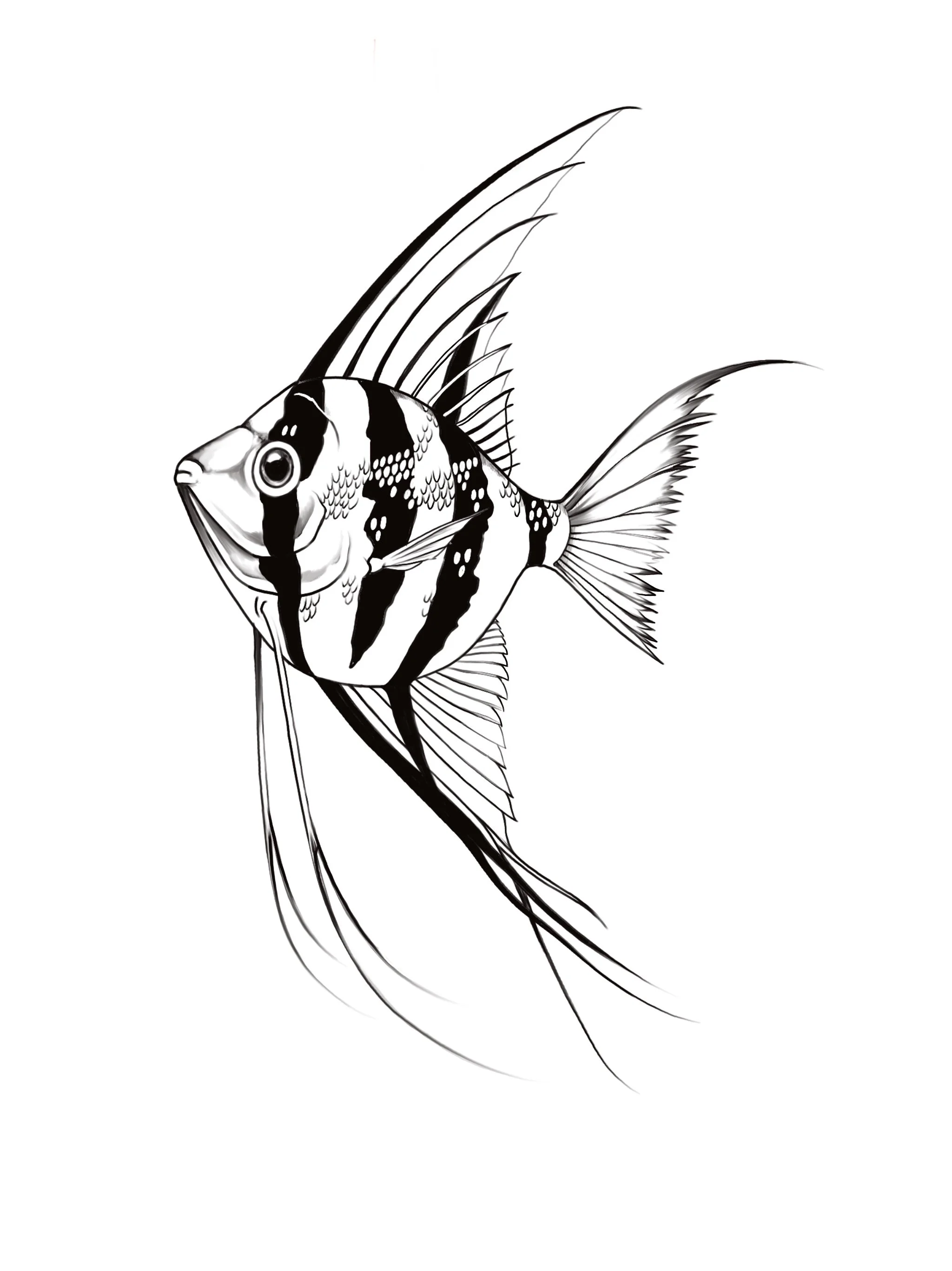 Angel Fish