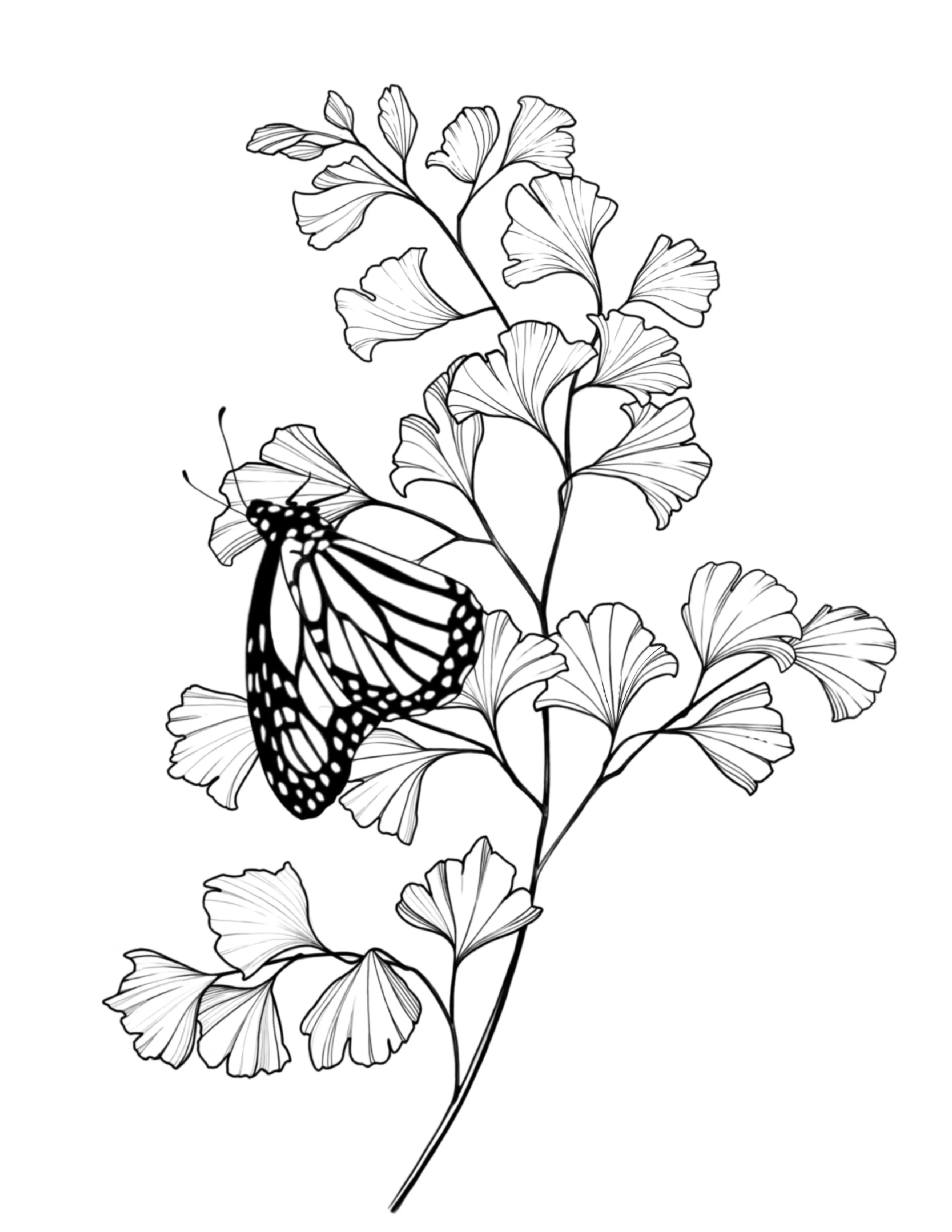 Monarch & Fern