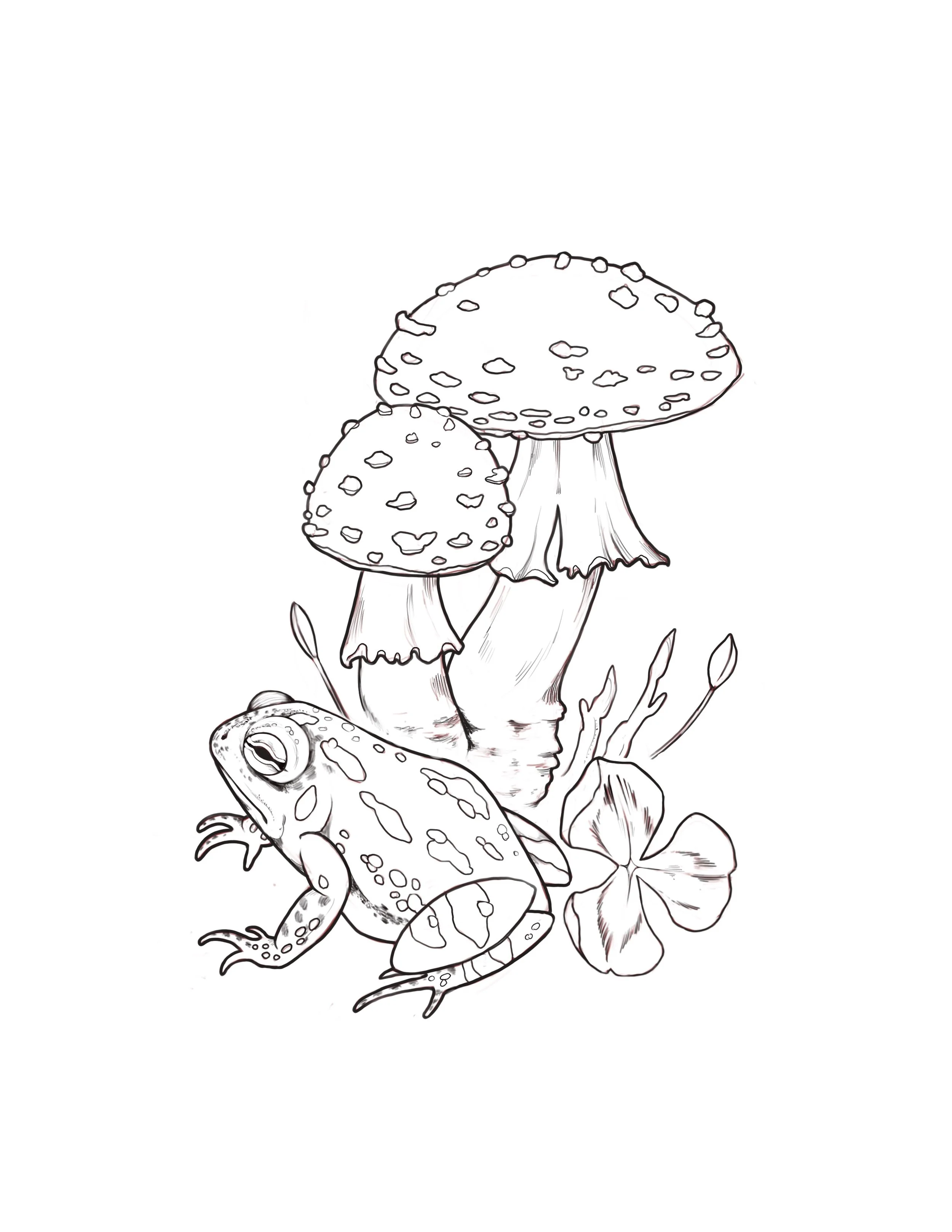 Toad & Toadstools