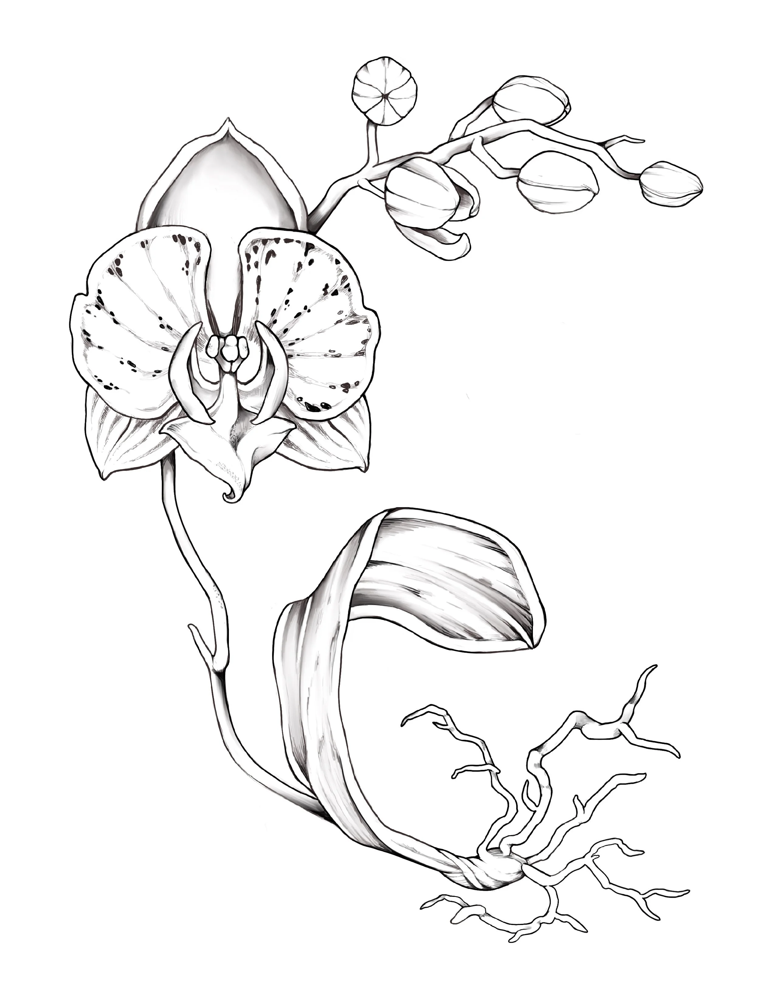 Orchid