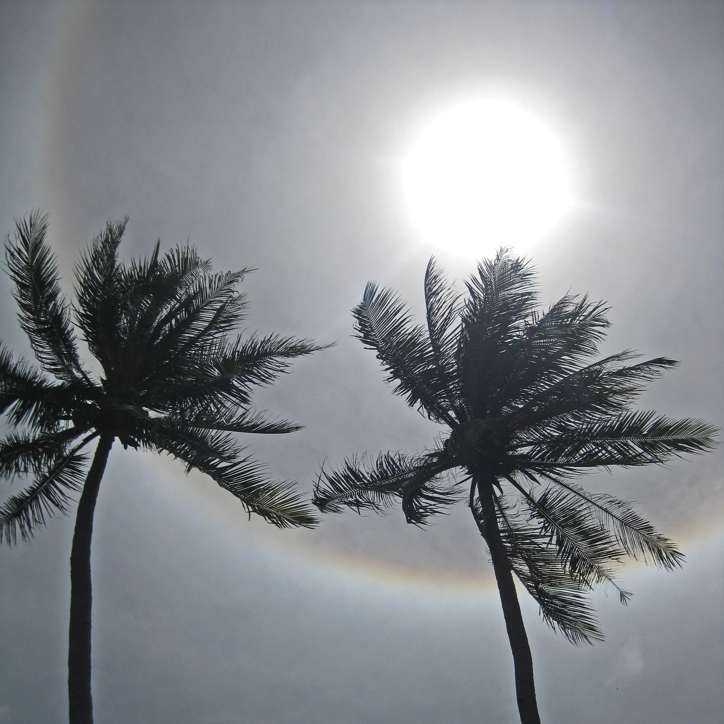 Palmen Kambotscha.jpg