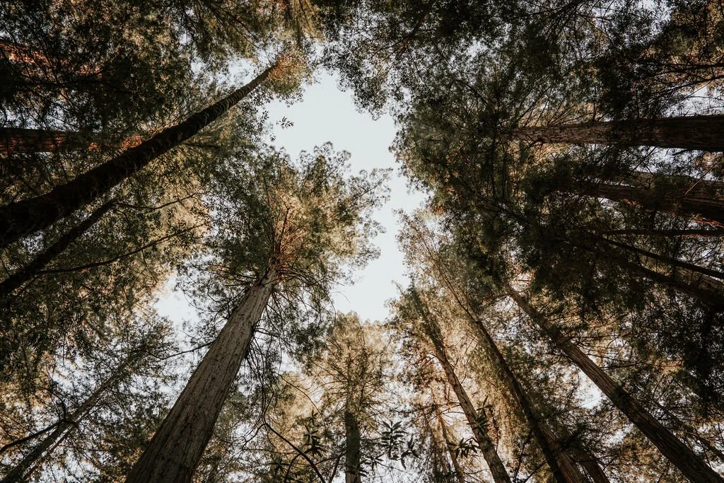 Looking up at tall trees in a forest, with the sky visible through the branches.