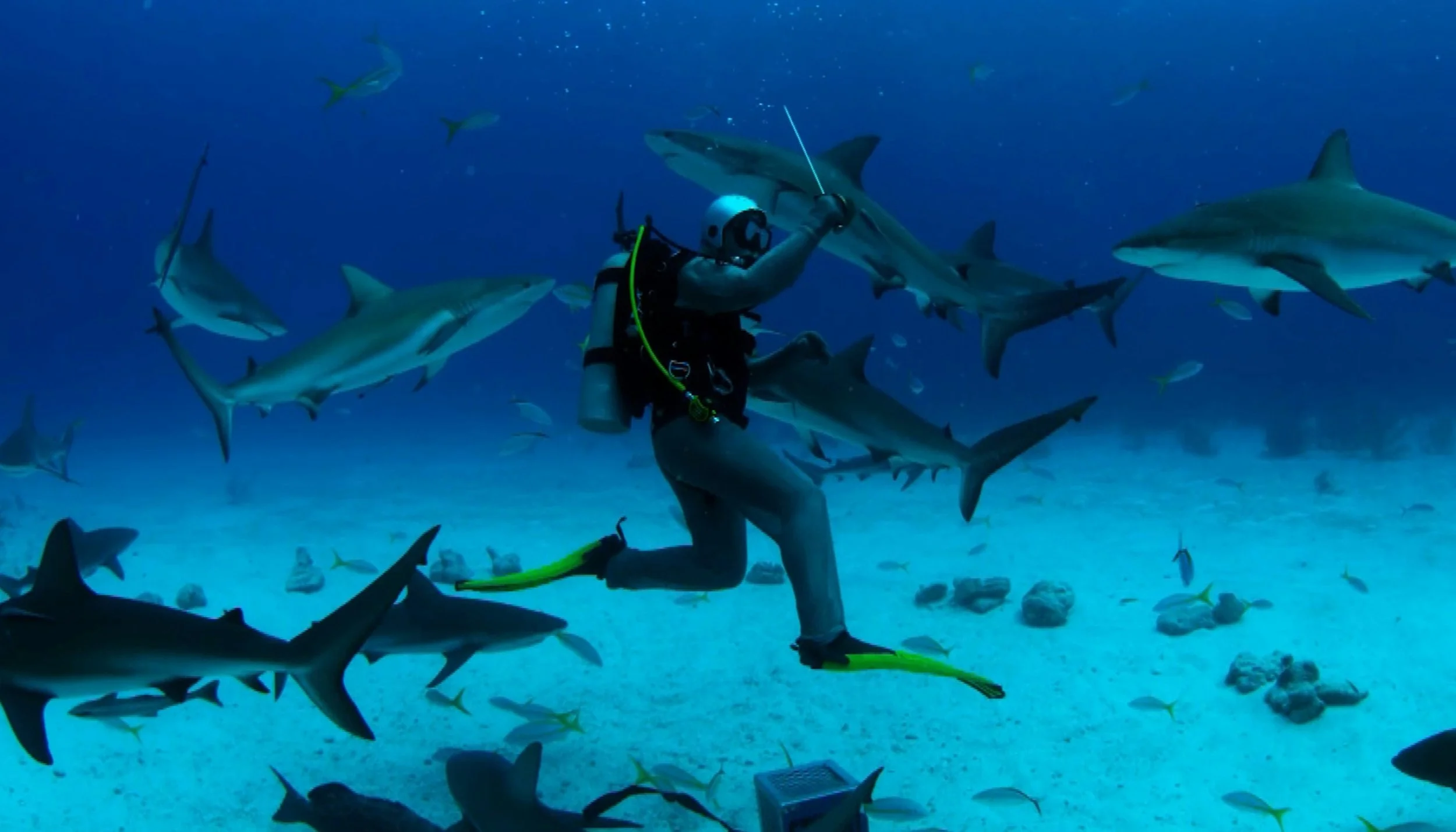 Sharks in the Water: The Risks of Diving — and Philanthropy