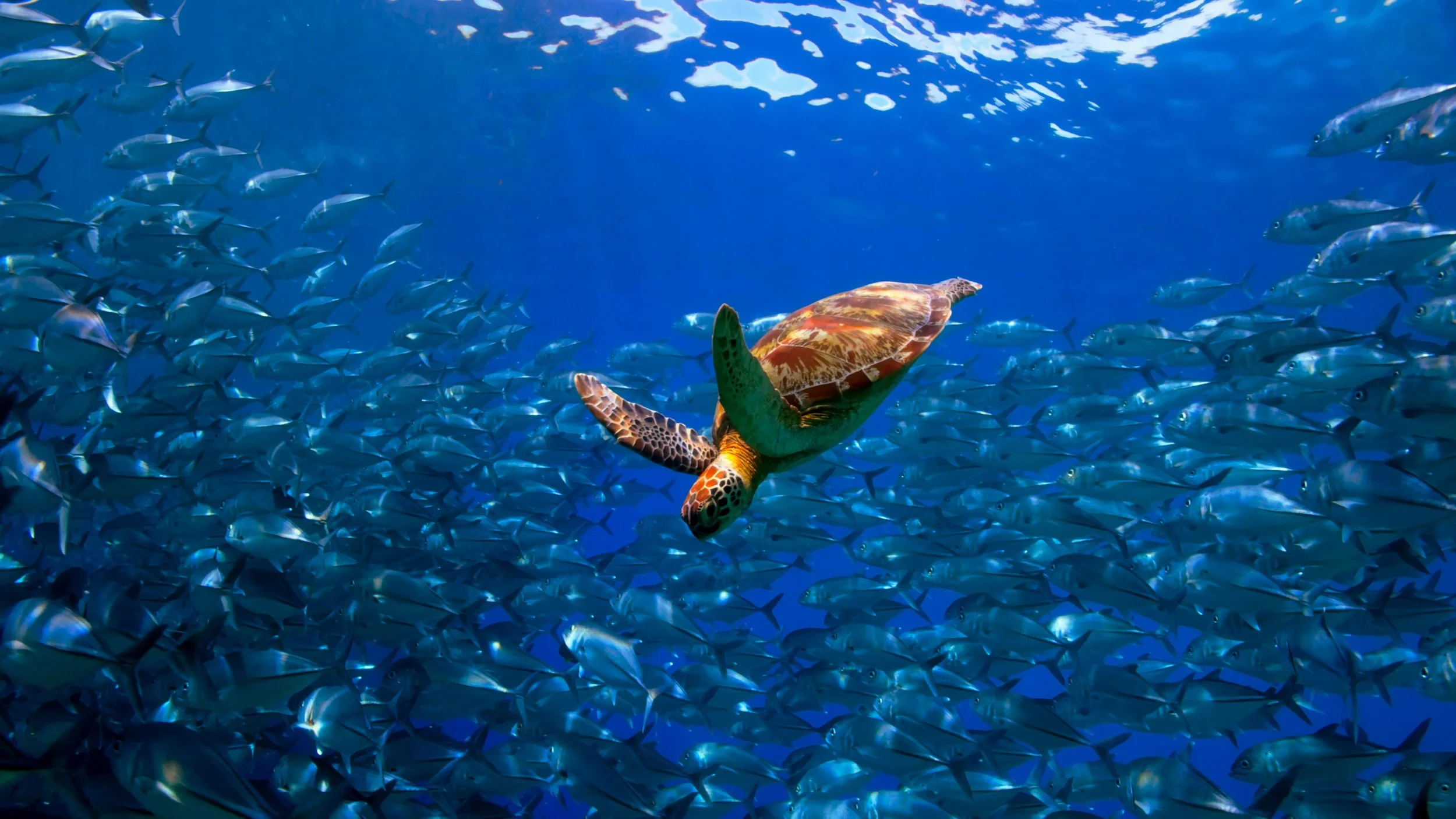 Sea Turtles and Mission: Slow and Steady Transformational Beneficial Change