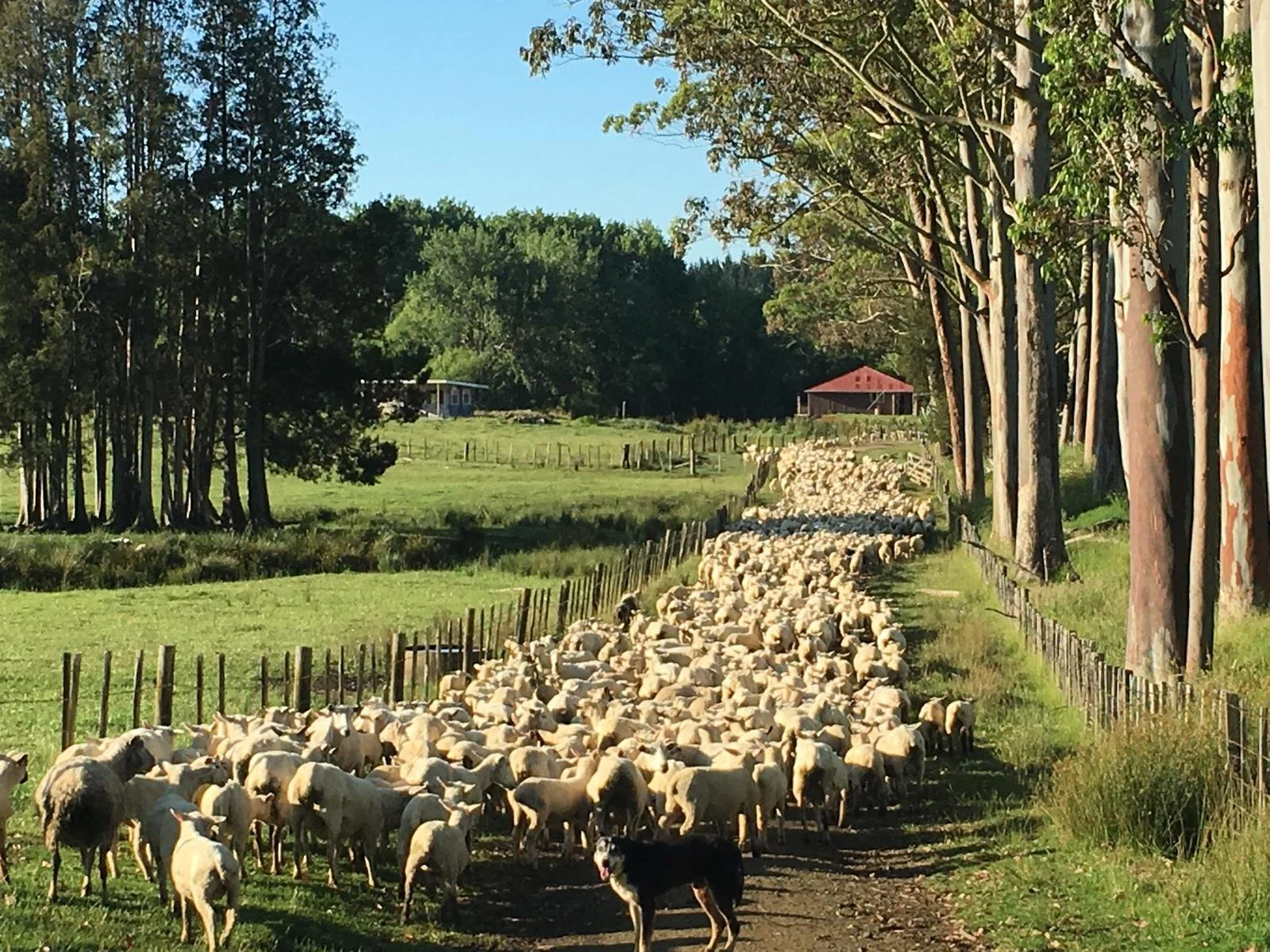 A flock of sheep grazing on a farm path with a border collie herding them, trees lining the path, and a green pasture with farm structures in the background.