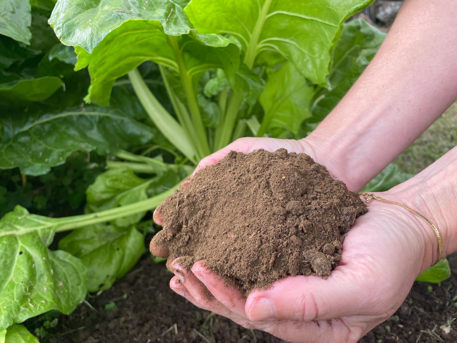 Person holding a clump of soil with green leafy plants in the background.