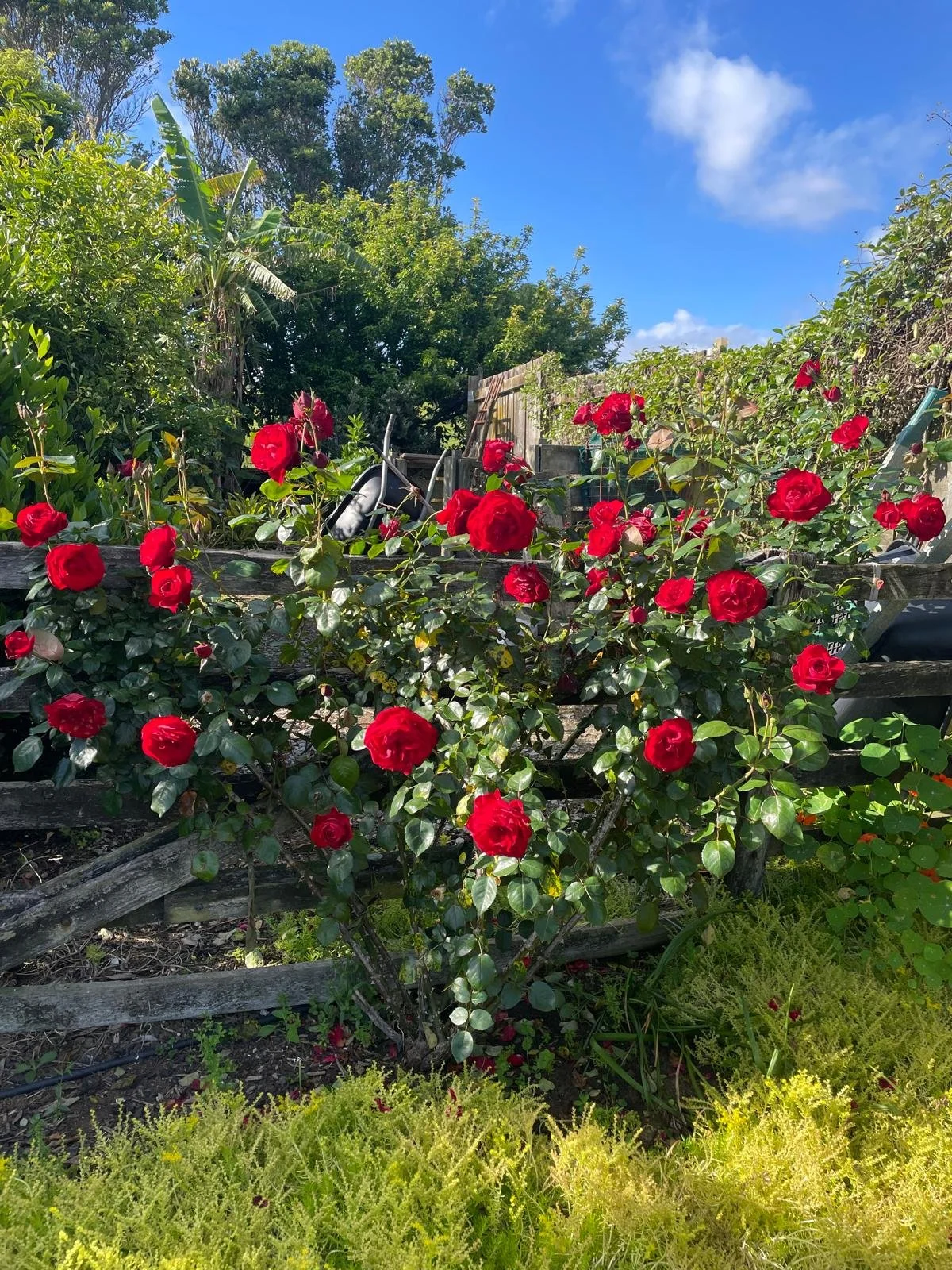 A garden with red roses in full bloom, surrounded by lush green plants, trees, and a clear blue sky with a few clouds.