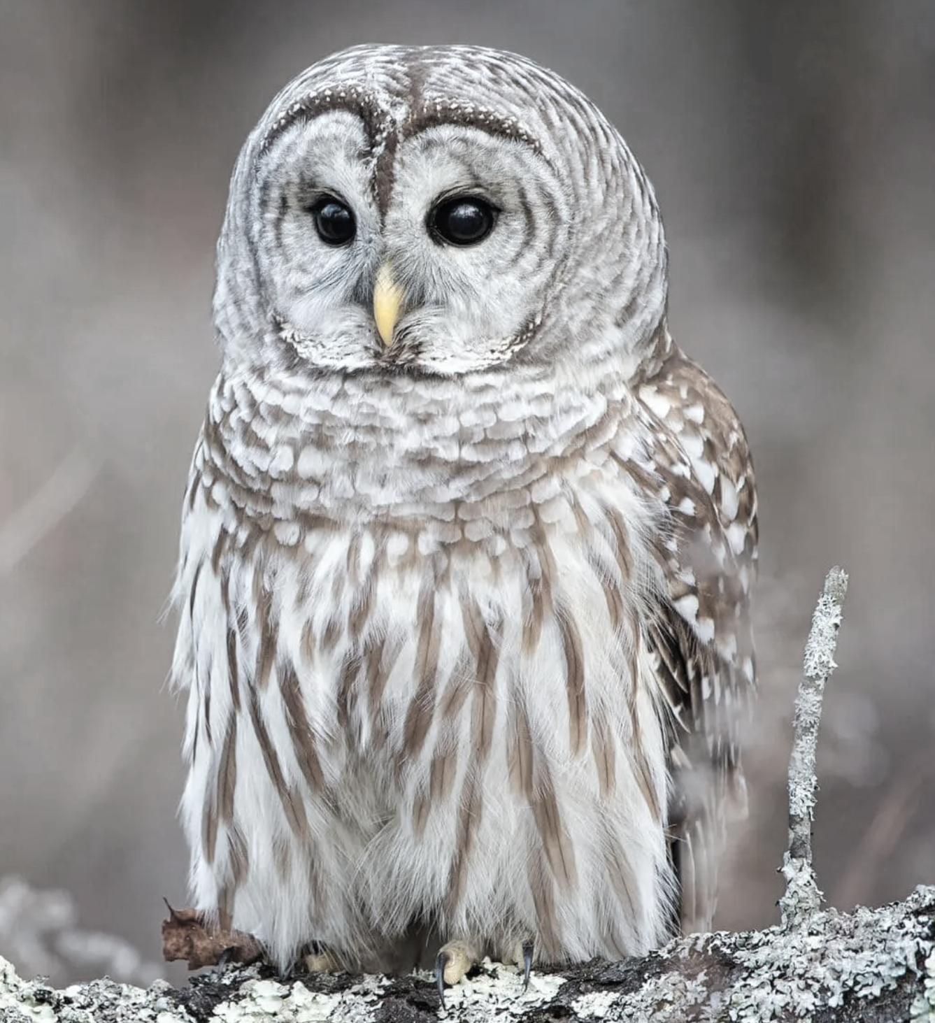 Assessment Strategies