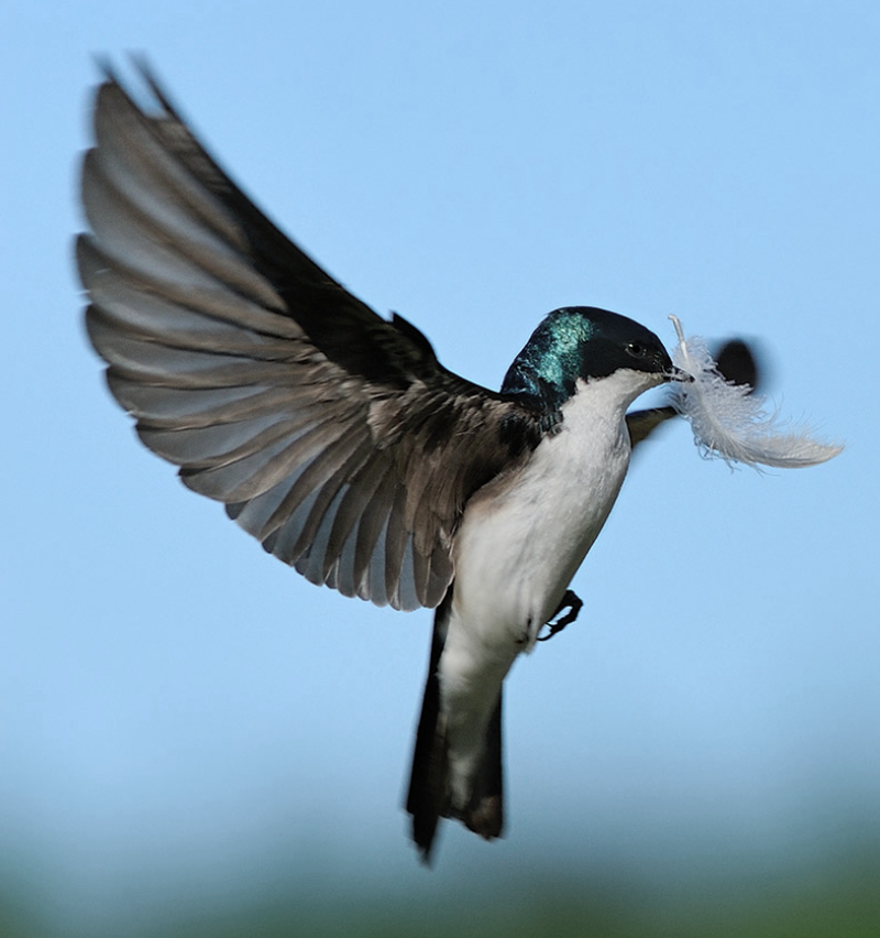 Program Development Model