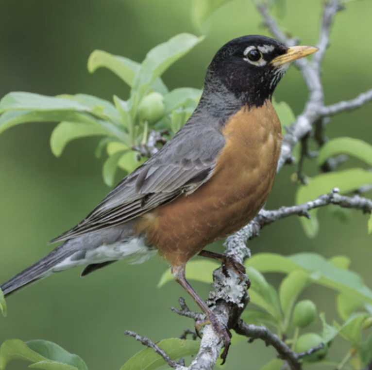 Ethical Considerations and Inclusive Practices