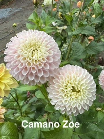 Camano Zoe