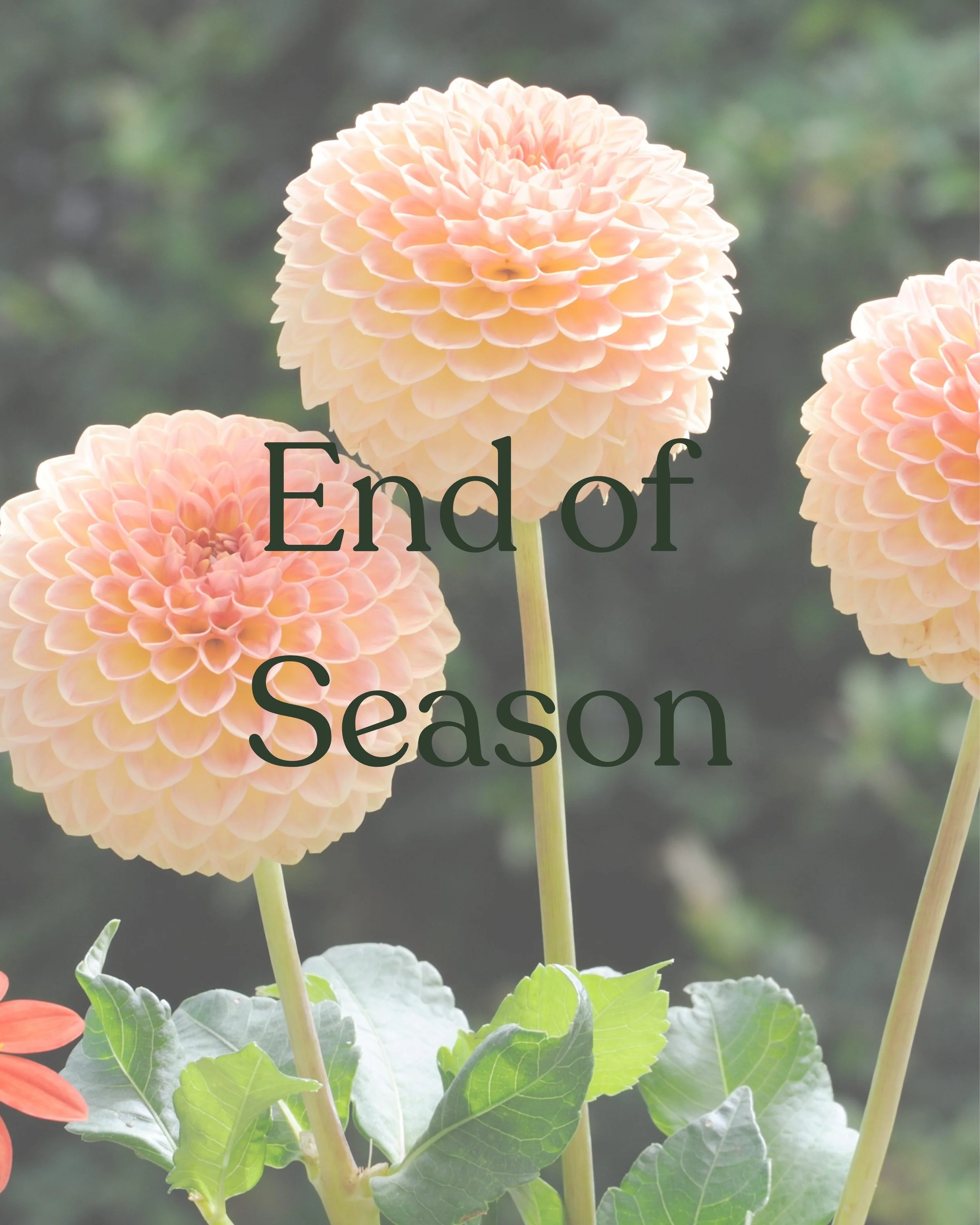 Pink dahlias with green leaves and the text 'End of Season' overlayed.