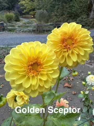 Golden Sceptor
