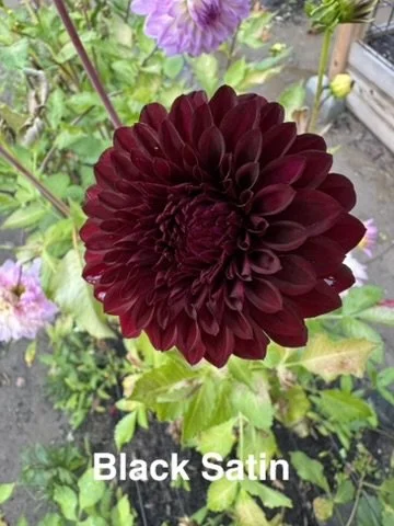 Black Satin