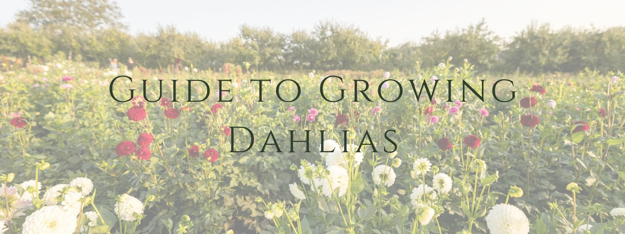 A field of colorful dahlias with the text "Guide to Growing Dahlias" overlaid