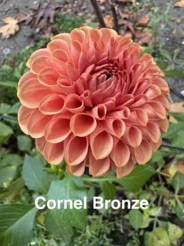 Cornel Bronze