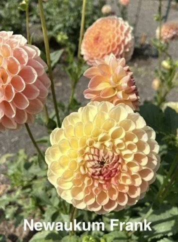 Newaukum Frank