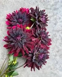 Holly Hill Black Beauty