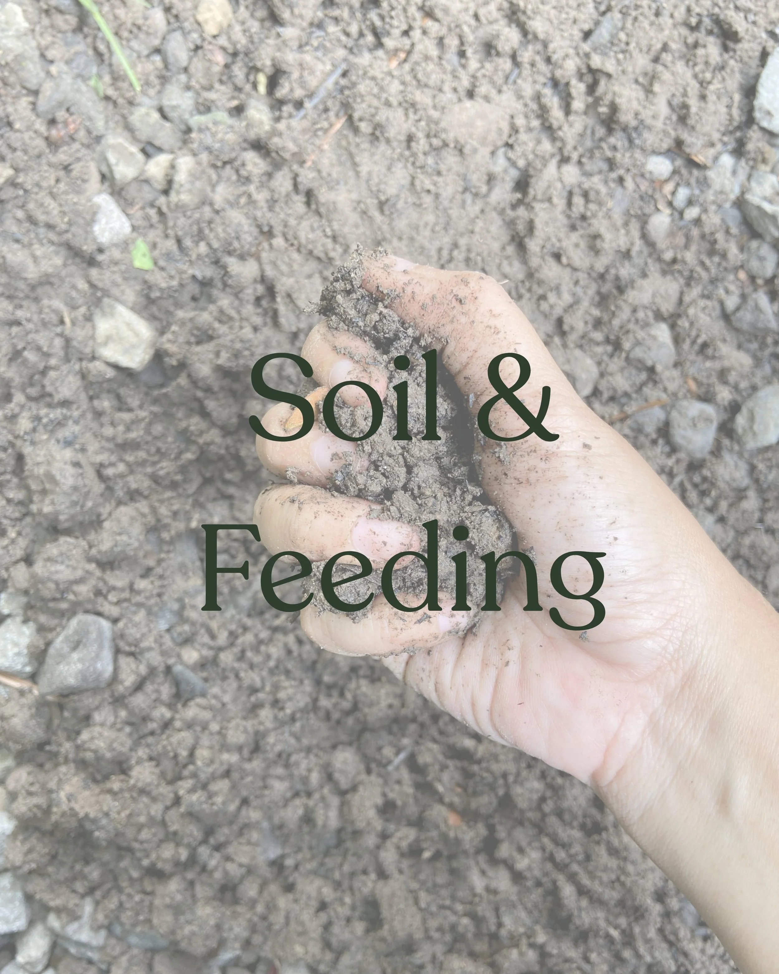A hand holding soil on bare earth ground, with the words 'soil & Feeding' overlaid.