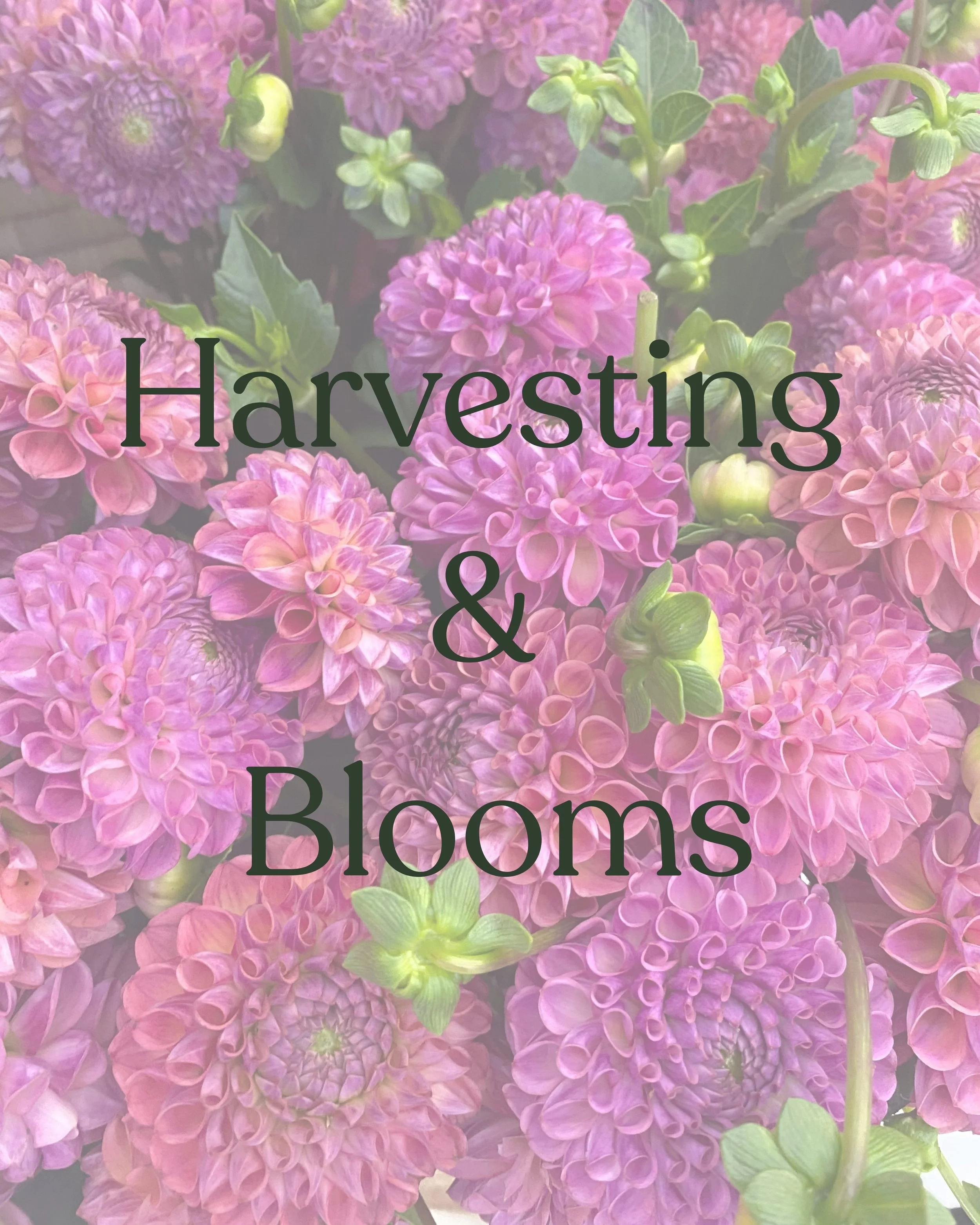 A background of pink dahlias with green stems and buds, featuring overlaid text that says "Harvesting & Blooms."