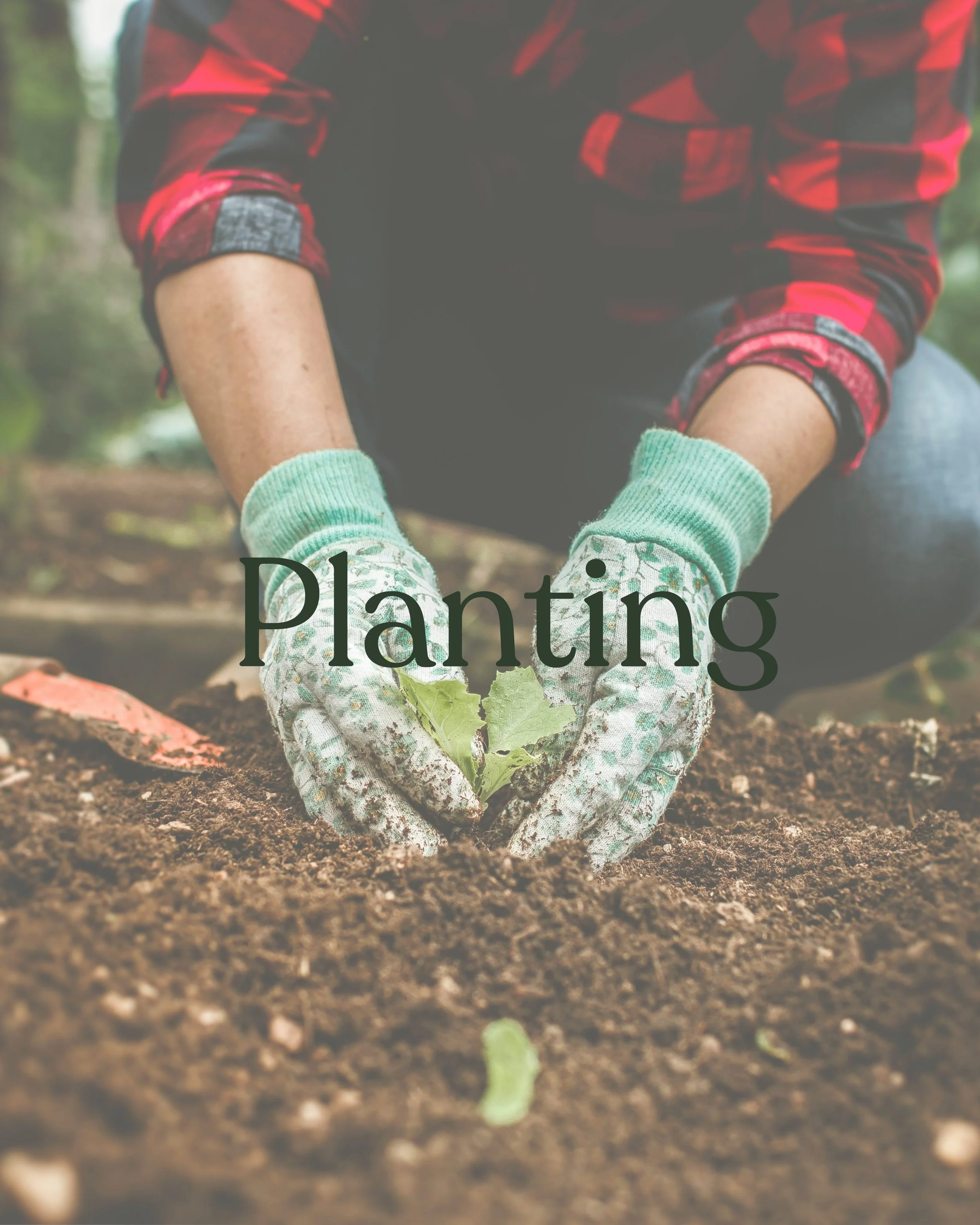 A person planting a young seedling in the soil with gardening gloves, in an outdoor setting, overlaid with the word 'Planting'.