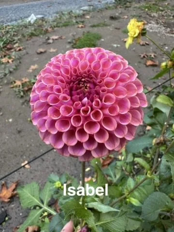 Isabel