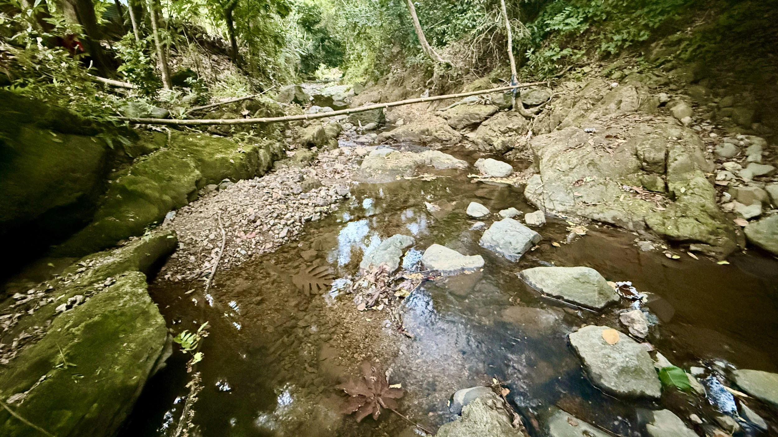 Our quiet creek bed tucked beneath the canopy, where still water catches the sky and mossy stones rest in soft, earthy hush.