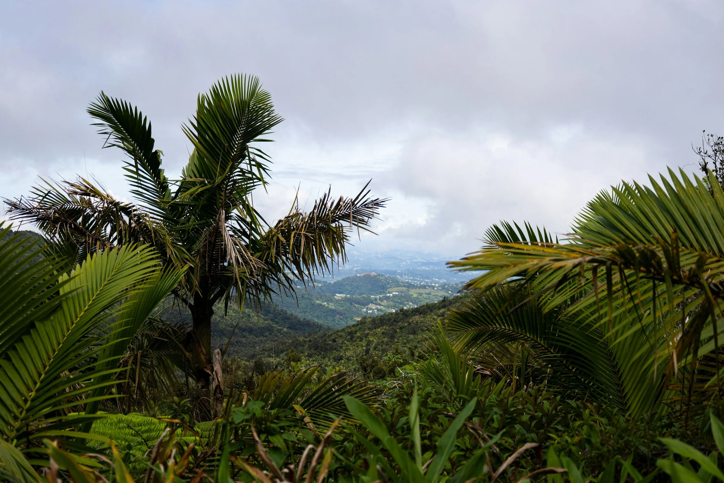 Lush green palm trees and other tropical plants in the foreground with hilly landscape and cloudy sky in the background.