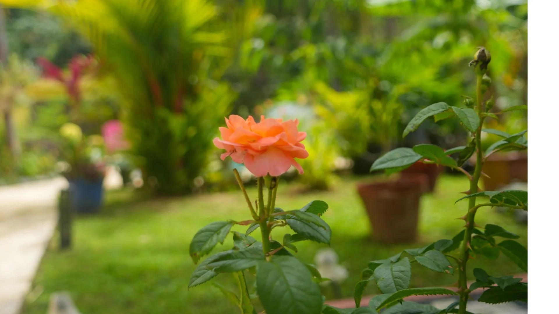 Garden rose, symbolizing beauty, love, and quiet renewal.
