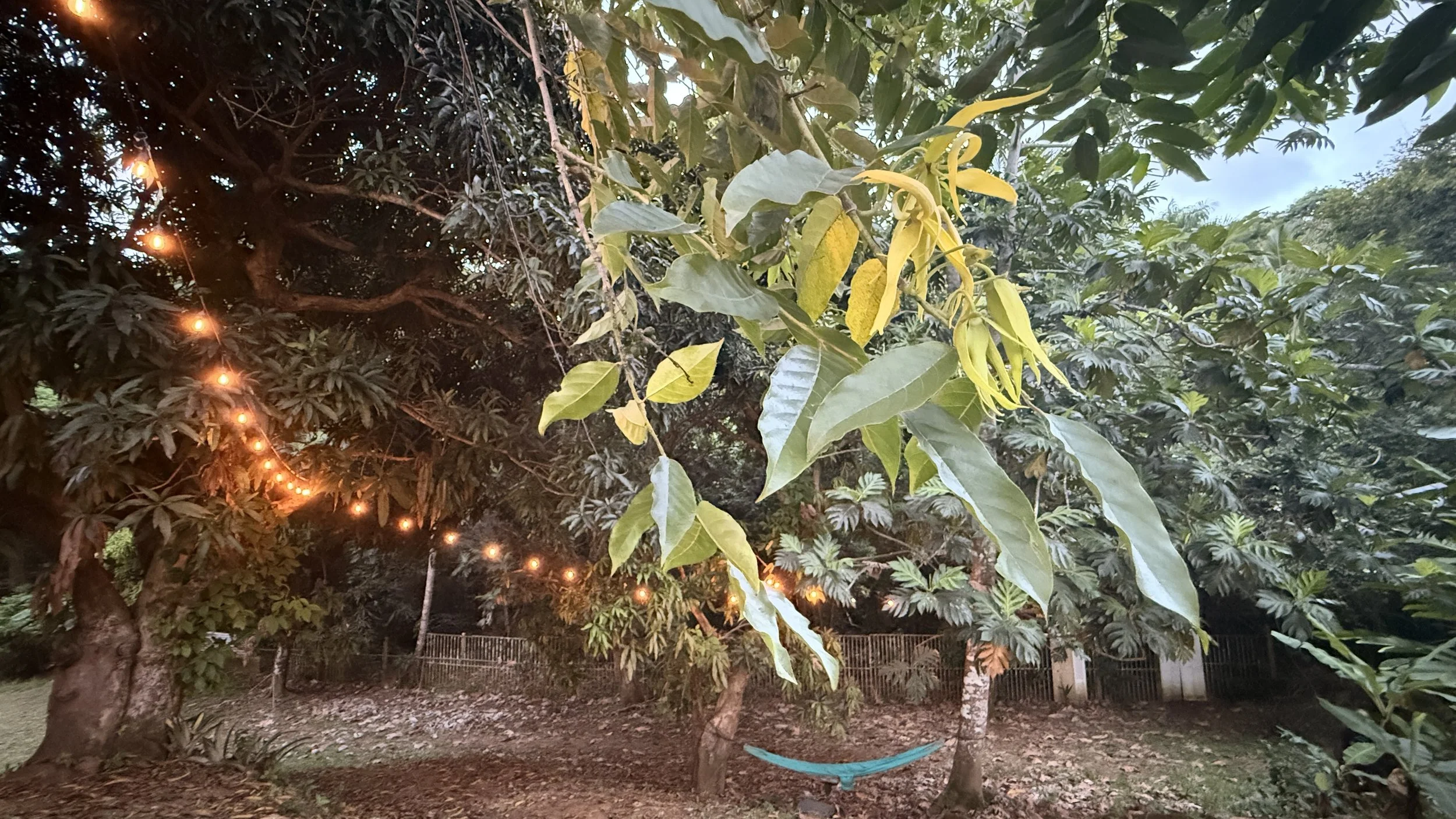 Sway in the hammock beneath the ylang-ylang tree, where sweet floral notes drift through the air.