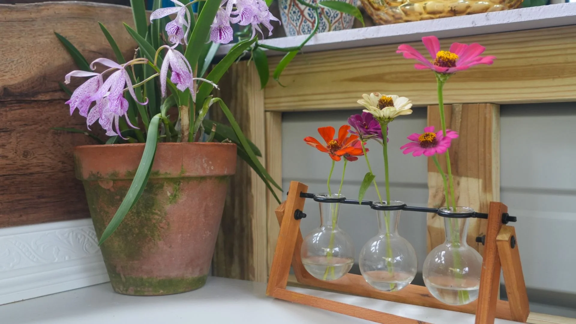 Potted purple orchids on a wooden shelf next to a test tube holder with colorful flowers in test tubes.