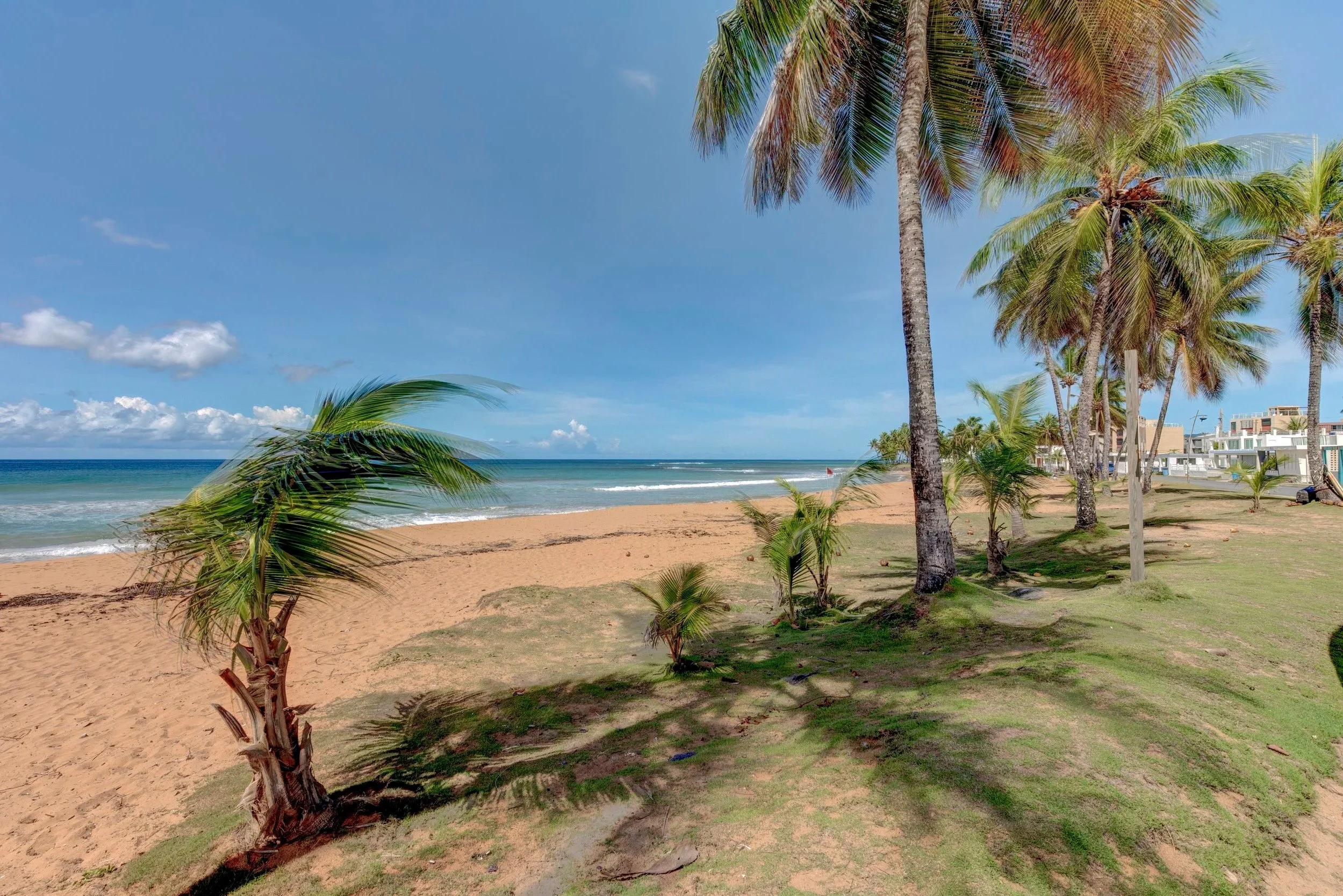 Beach with palm trees, sand, and the ocean under a clear blue sky.