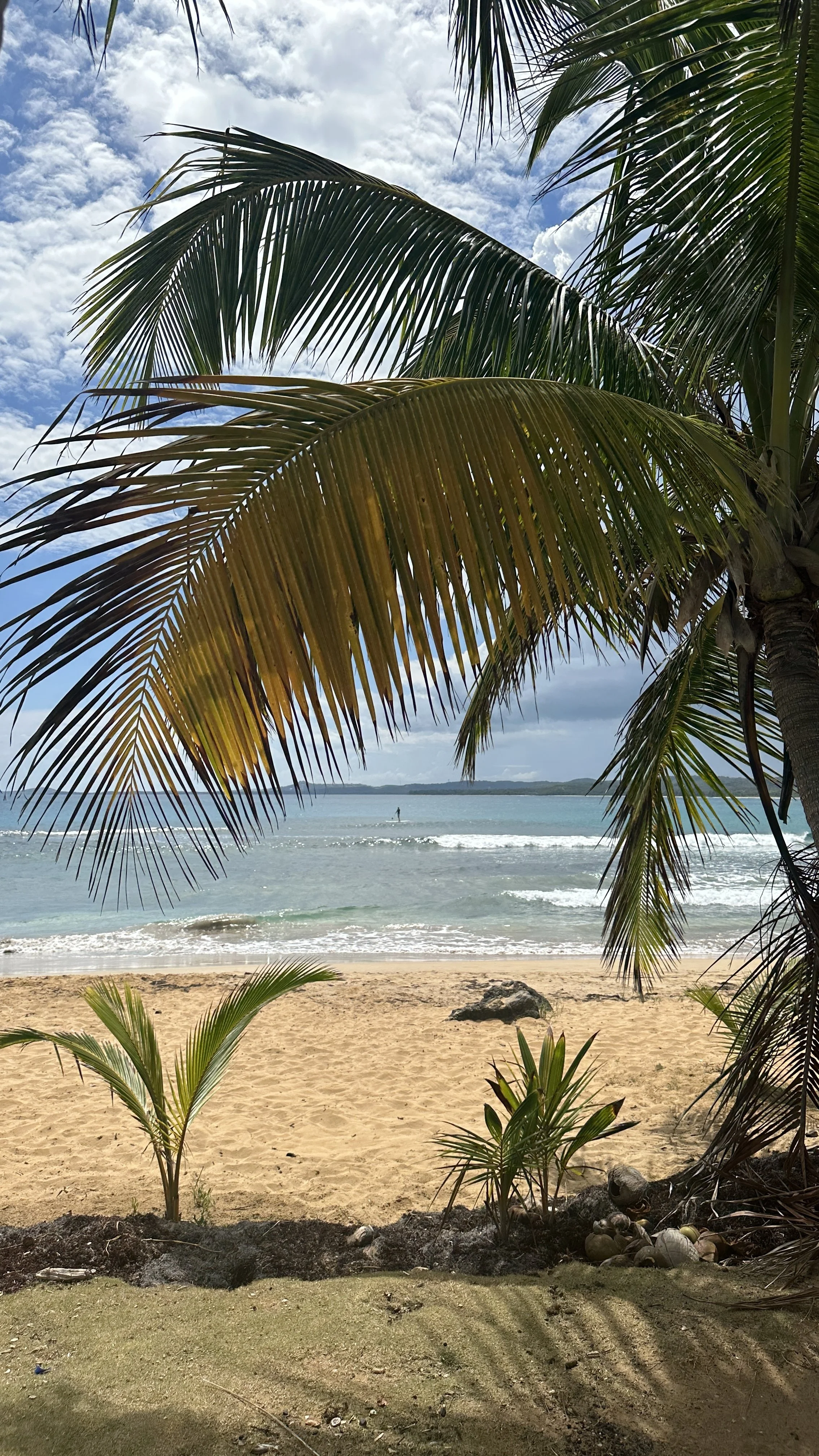 A tropical beach with palm trees in the foreground, sandy shore, and ocean in the background, with a cloudy sky.