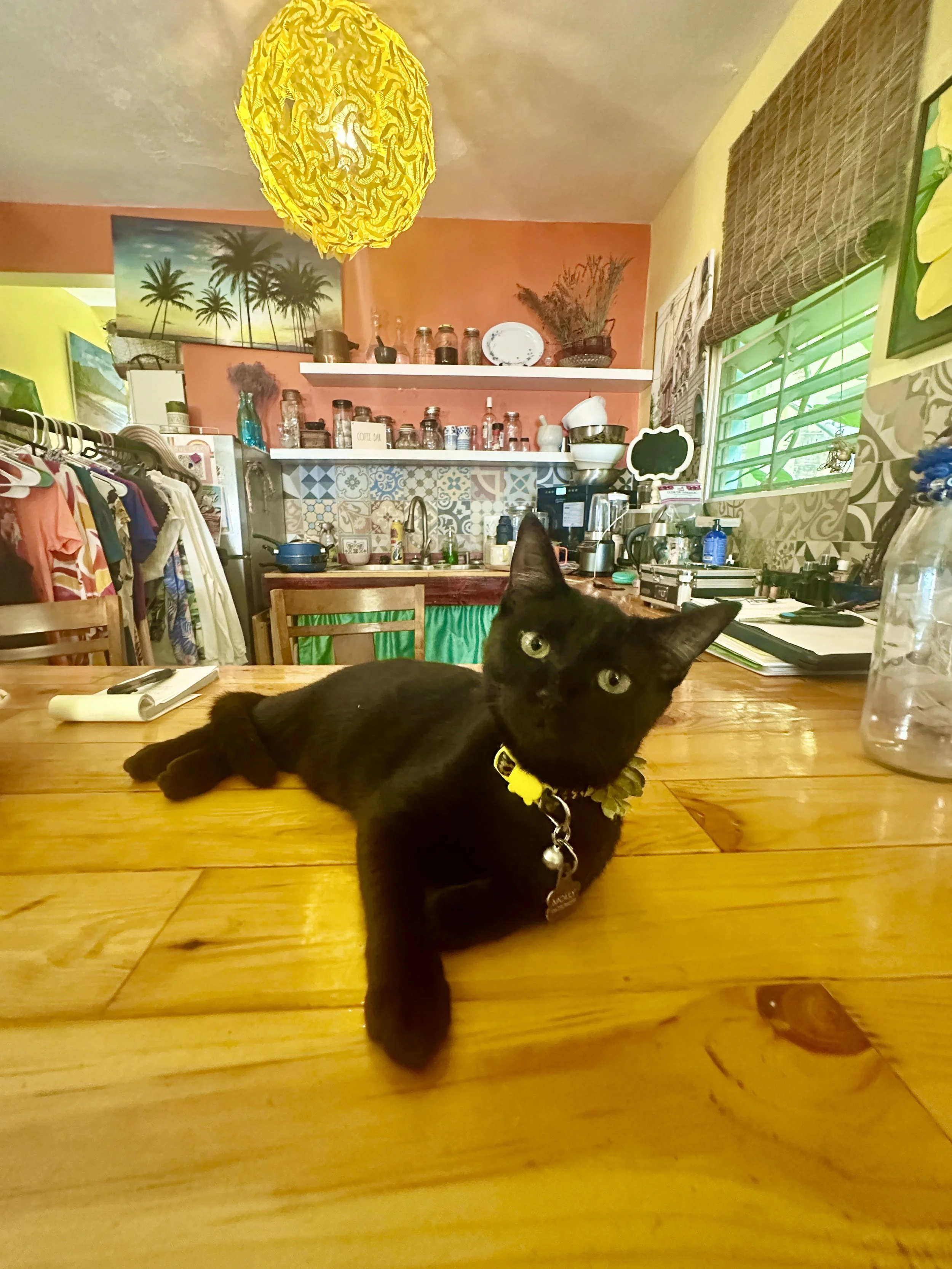 A black cat with yellow collar lying on a wooden table in a cozy kitchen with colorful decor and open window.