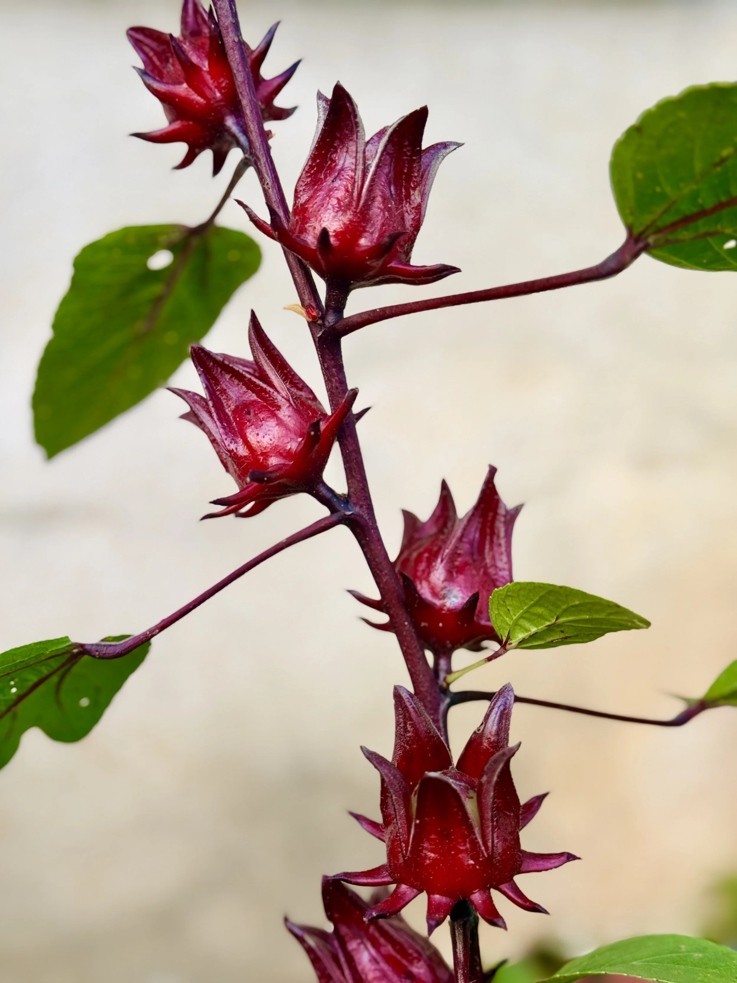 Jamaica Hibiscus.jpg