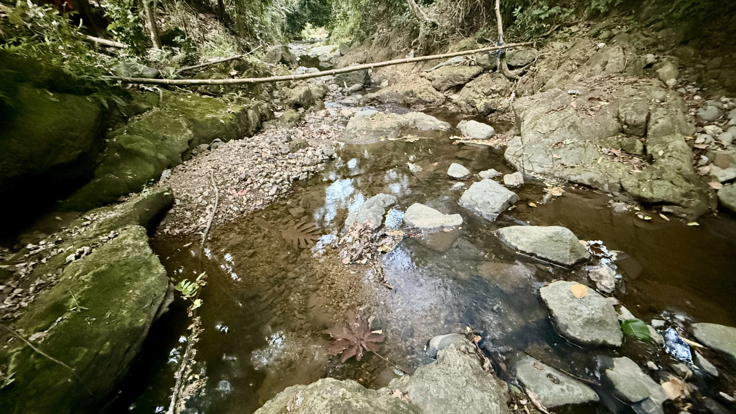 A small creek flowing through a wooded area, with rocks and fallen leaves along its banks.