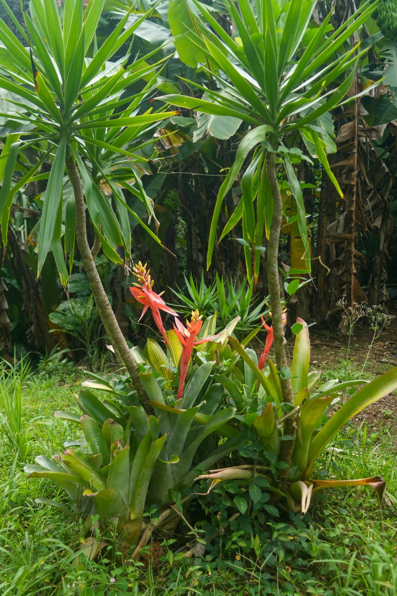 Tropical plants with large green leaves, including pineapple plants with spiky leaves and a flowering pineapple in the foreground.