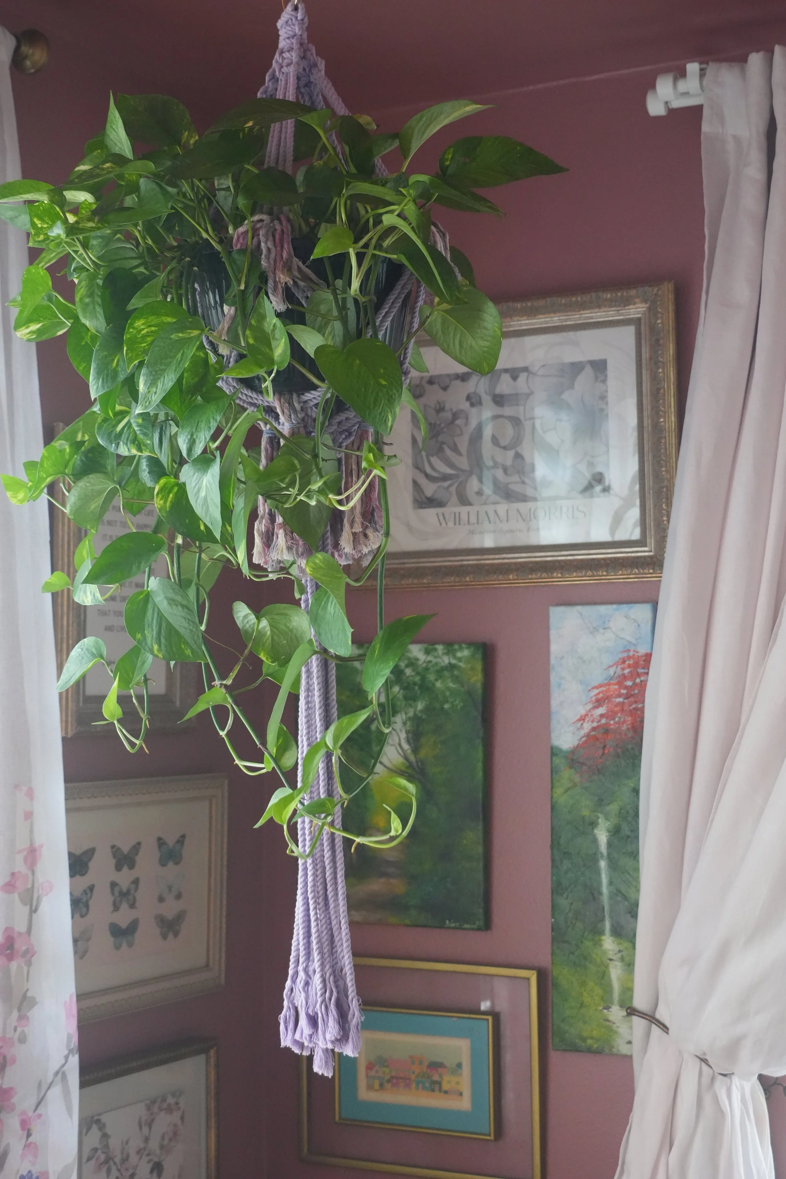 Interior view of a room with purple walls decorated with framed artwork and a butterfly display. A hanging plant in a purple woven planter and white curtains are visible.