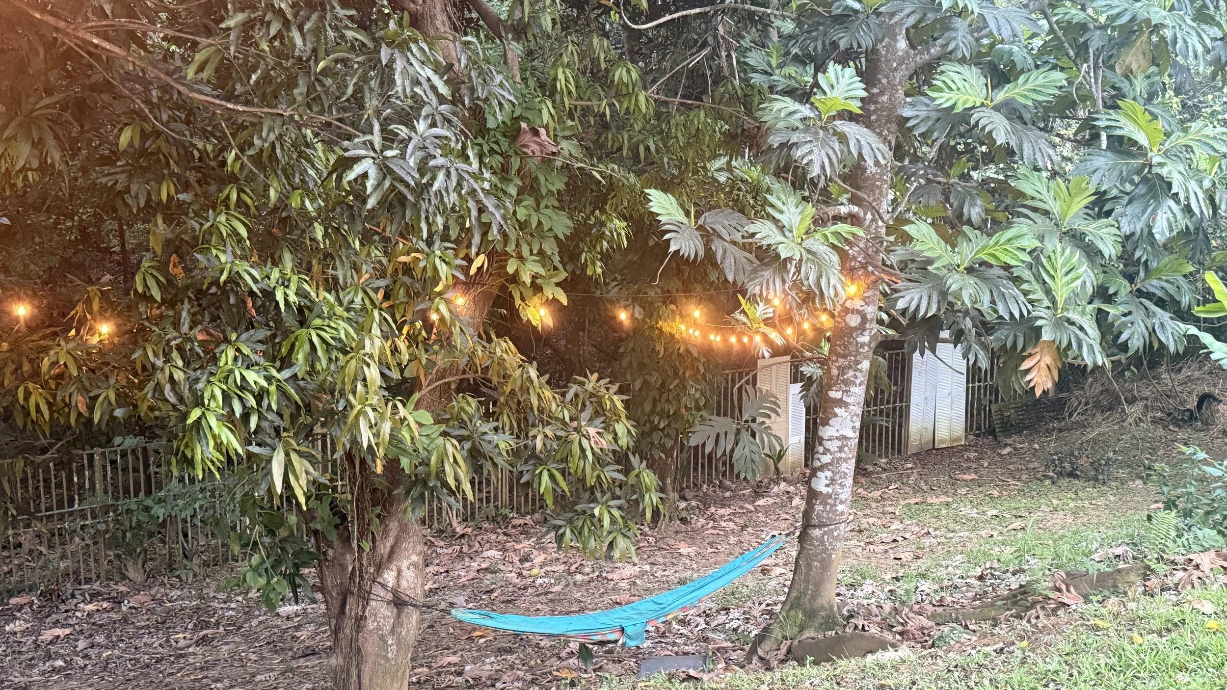 A backyard scene with large, leafy trees and bushes, a metal fence, and string lights hanging between the trees. There is a blue hammock tied between two trees and some ground covered with fallen leaves.