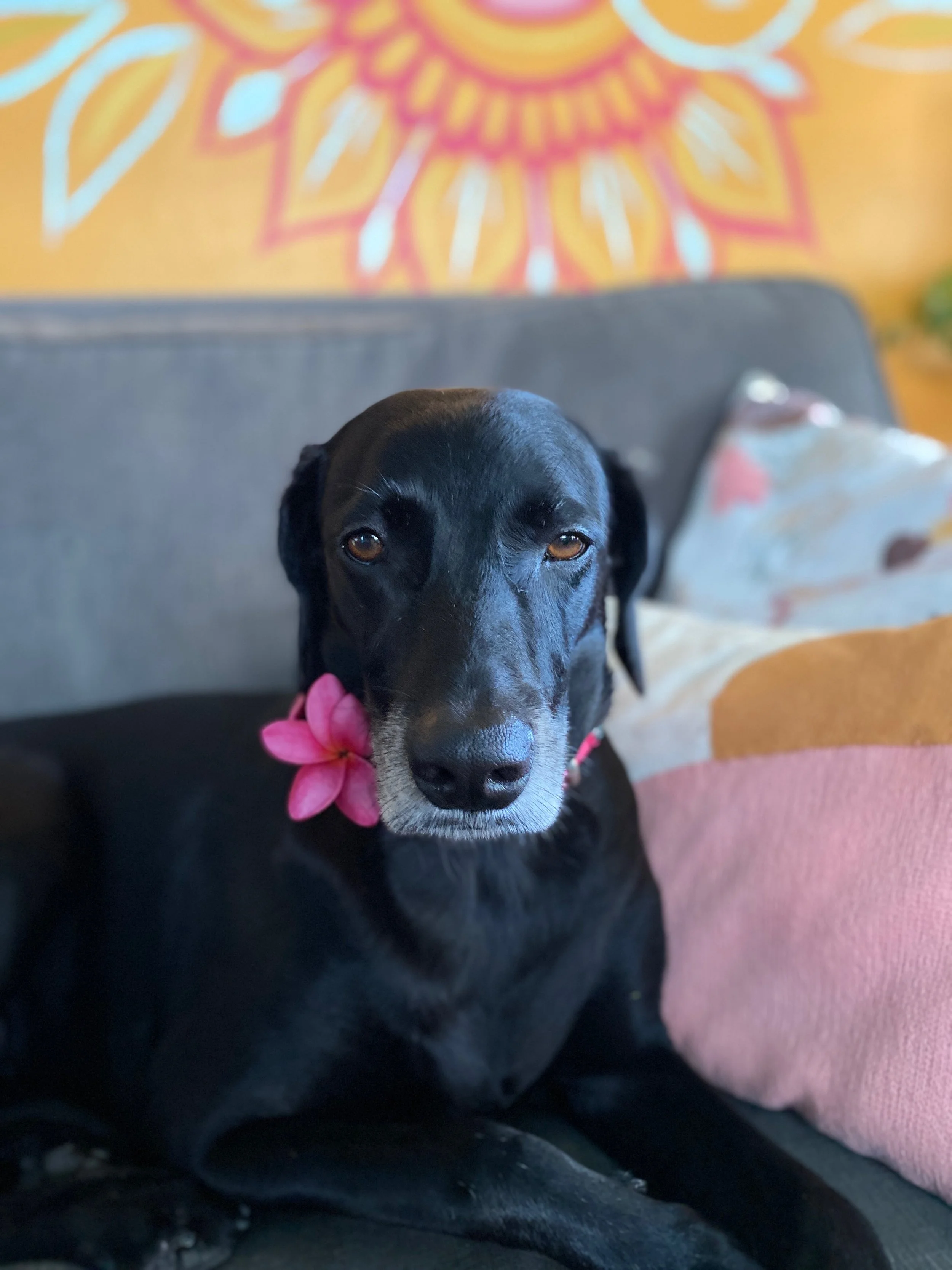 A close-up of a black dog with a pink flower collar, sitting on a blanket or cloth, with a colorful, patterned background.