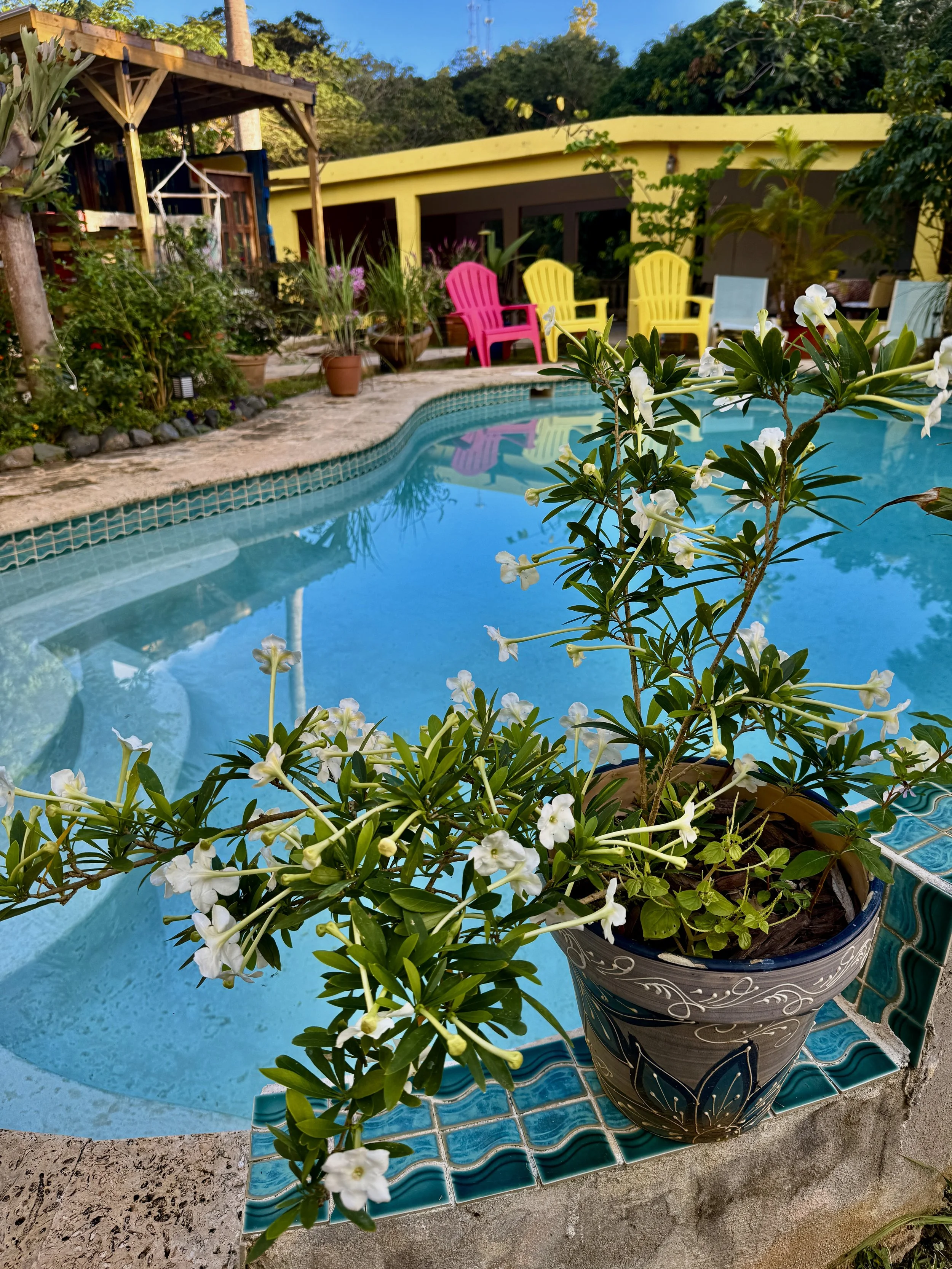 A potted white flowering plant on a tiled ledge next to a swimming pool in a backyard garden area.